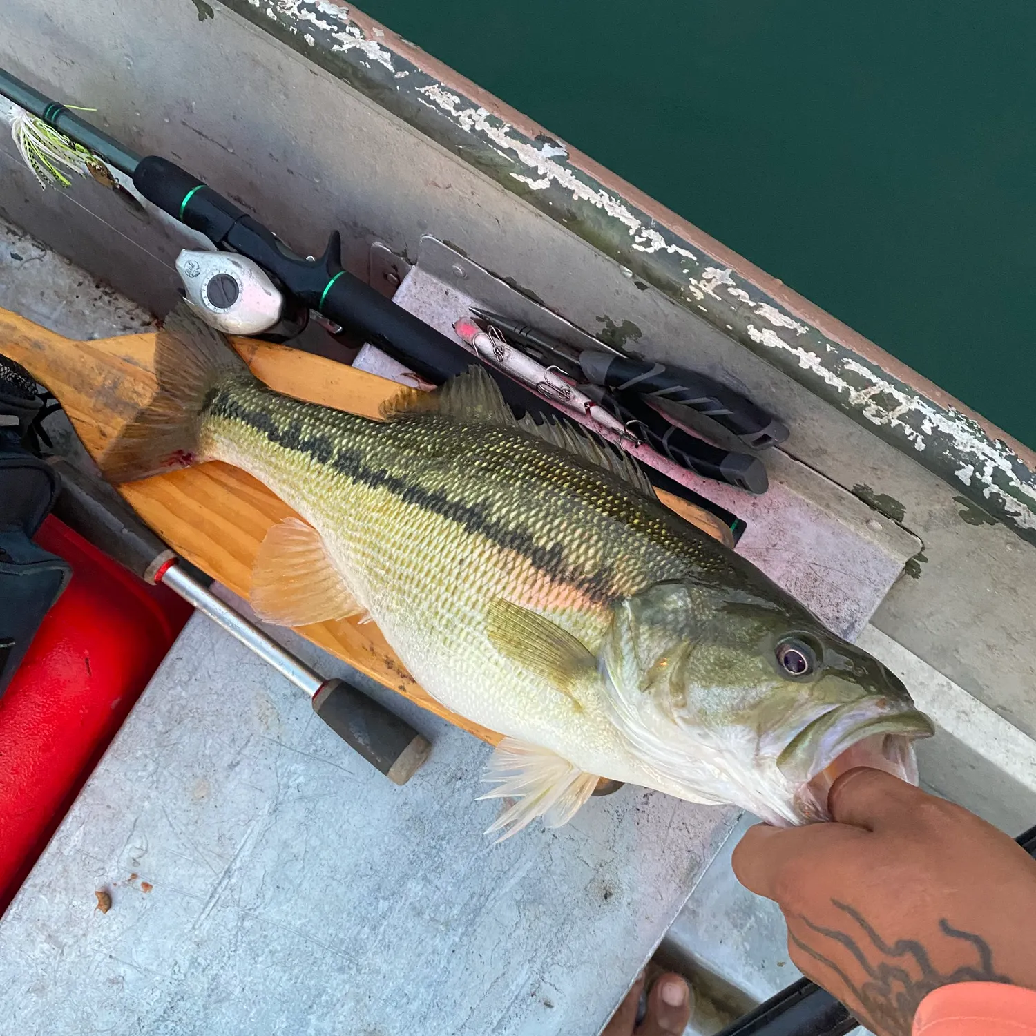 Spotted bass caught on Fishbrain