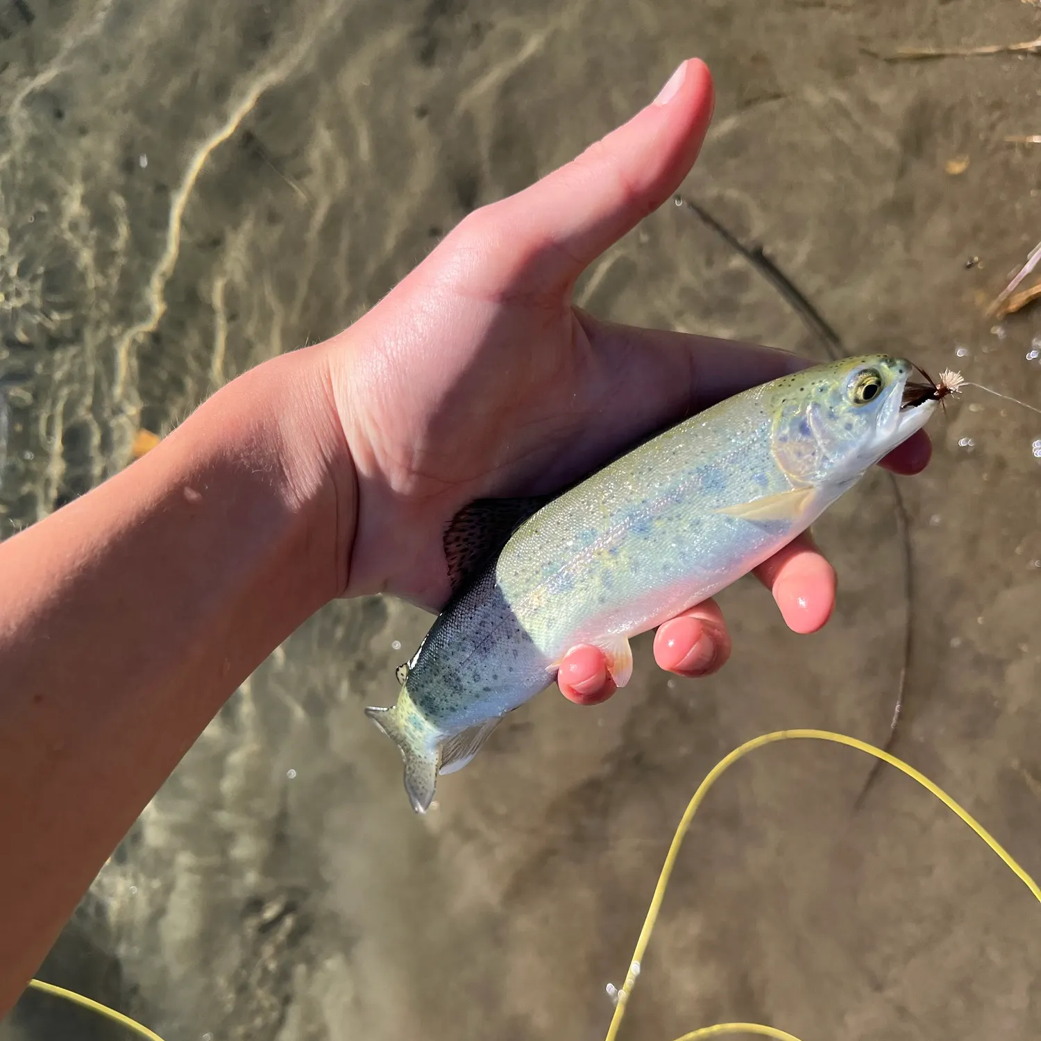 Rainbow trout caught on Fishbrain