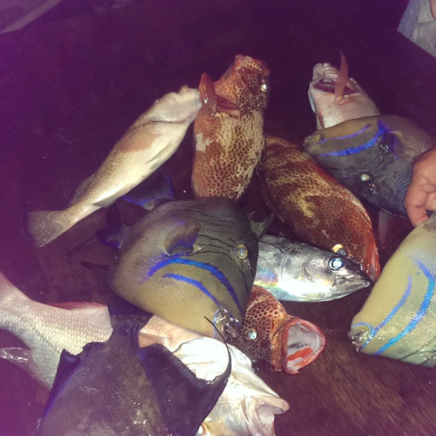 recently logged catches