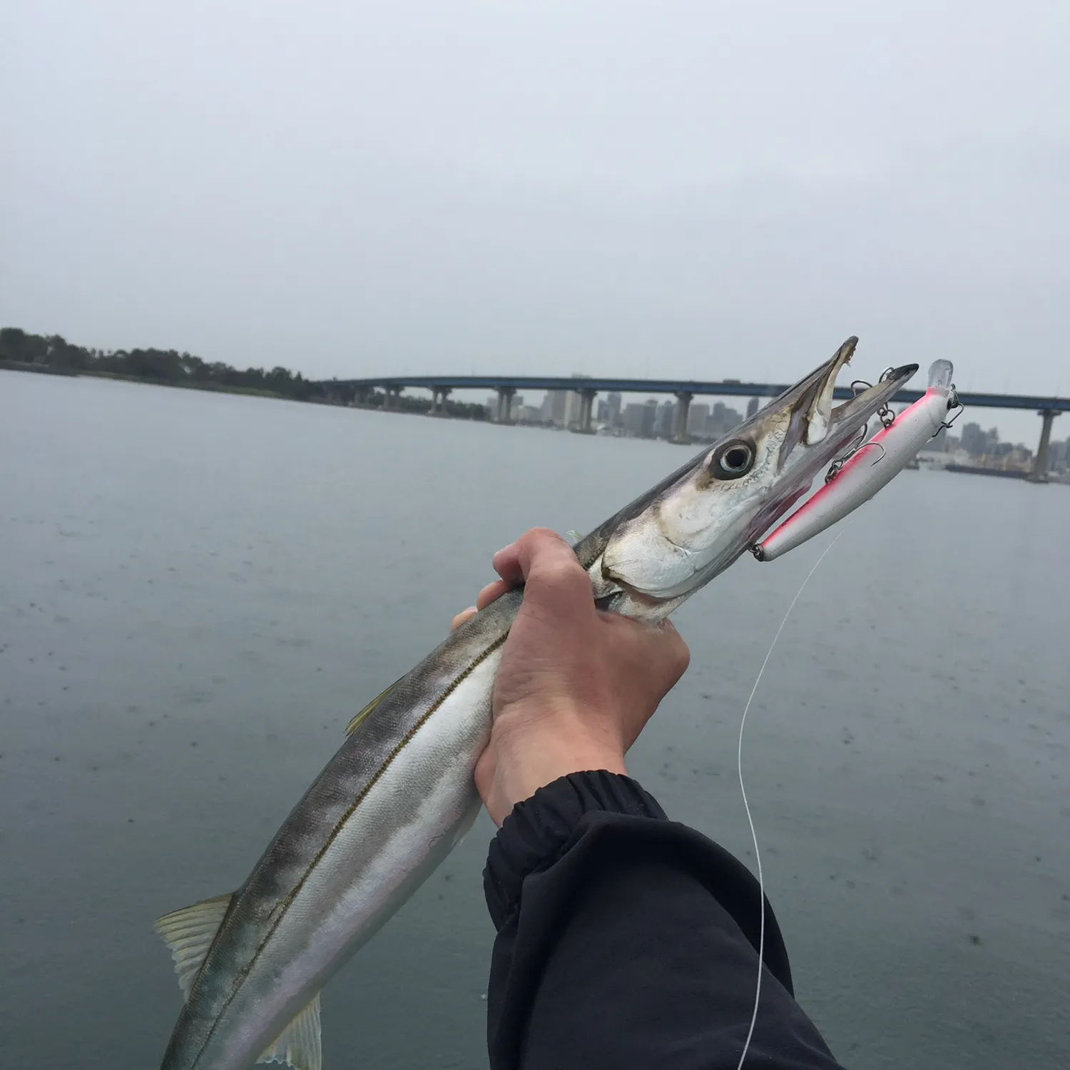 The most recent Pacific barracuda catches on Fishbrain
