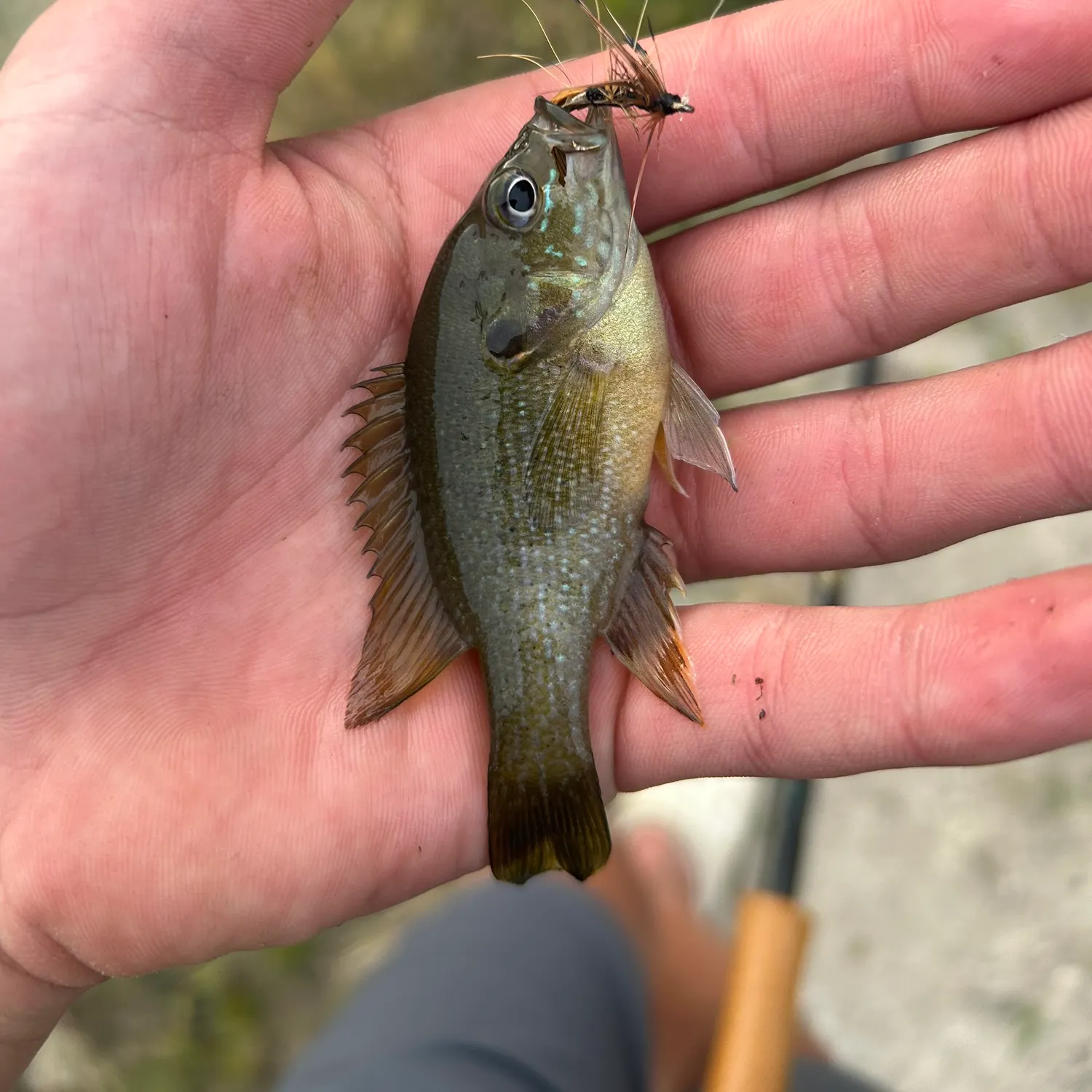 Green sunfish caught on Fishbrain