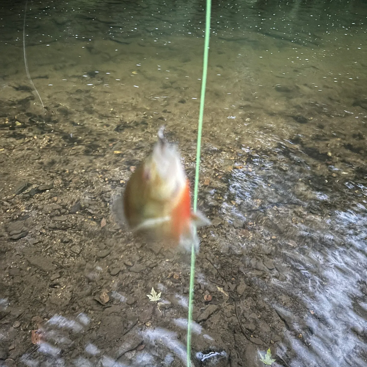 Redbreast sunfish caught on Fishbrain