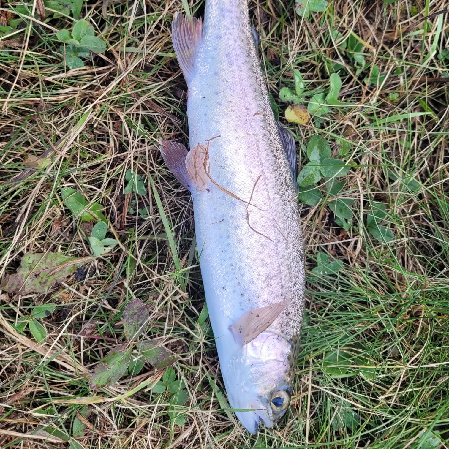 White sucker caught on Fishbrain