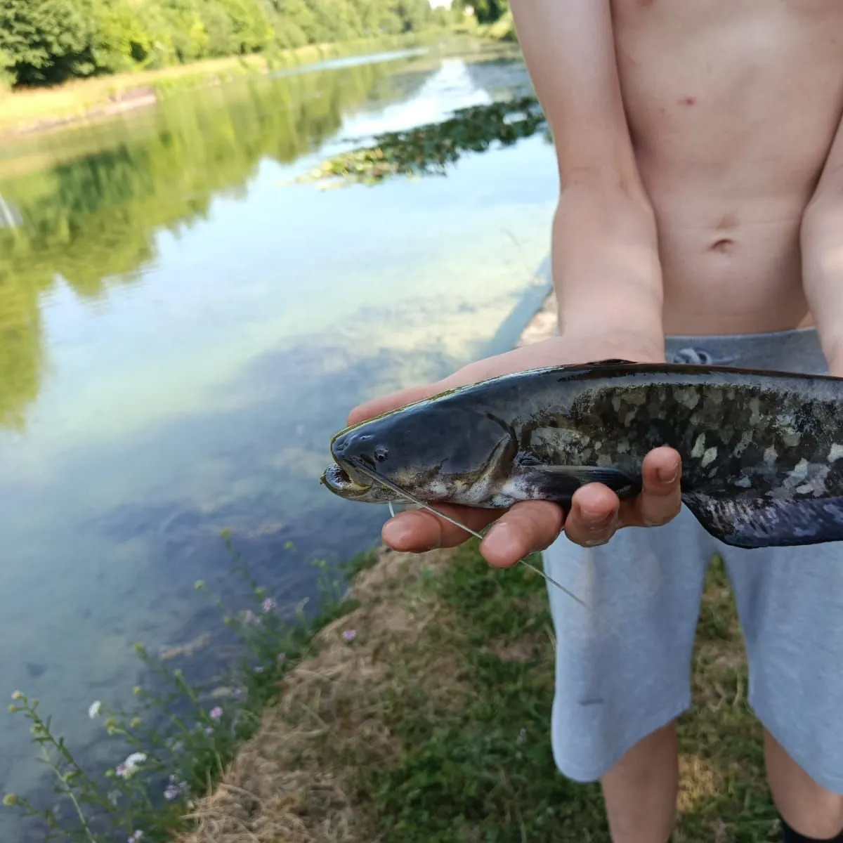 The most recent Amur catfish catches on Fishbrain