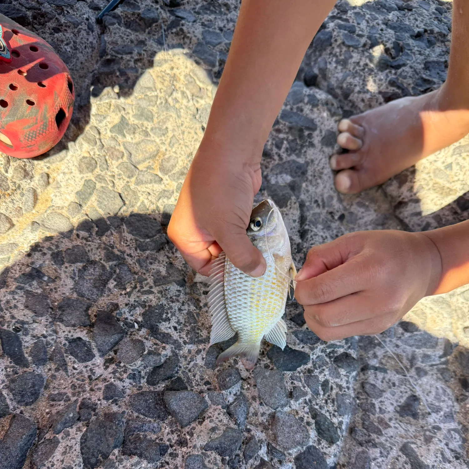 Redbreast tilapia caught on Fishbrain