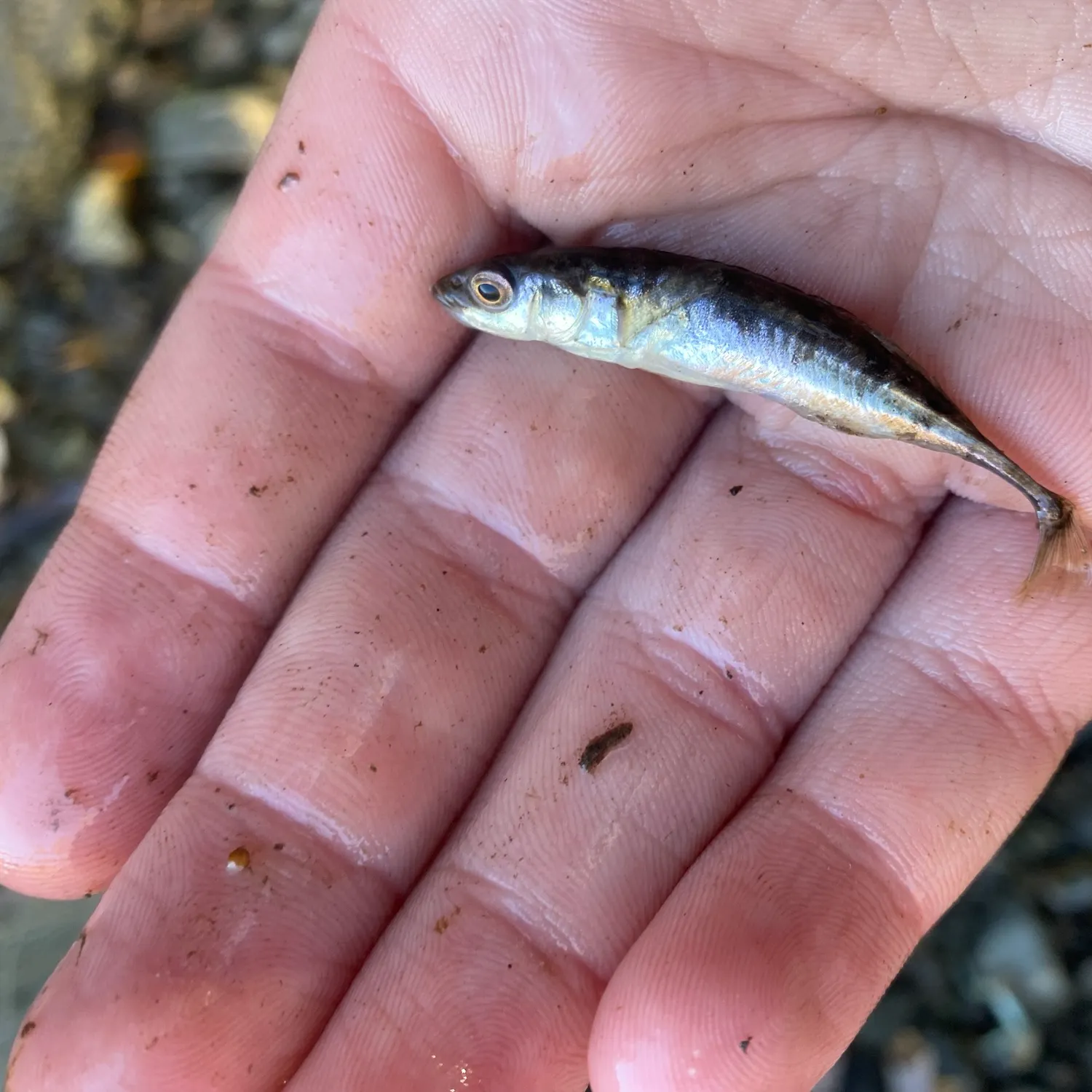 The most recent Ninespine stickleback catches on Fishbrain