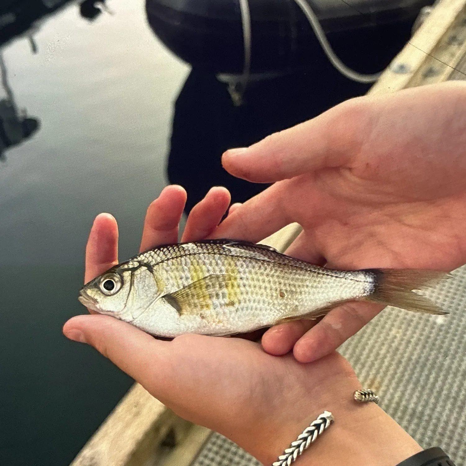 The most recent Shiner perch catches on Fishbrain
