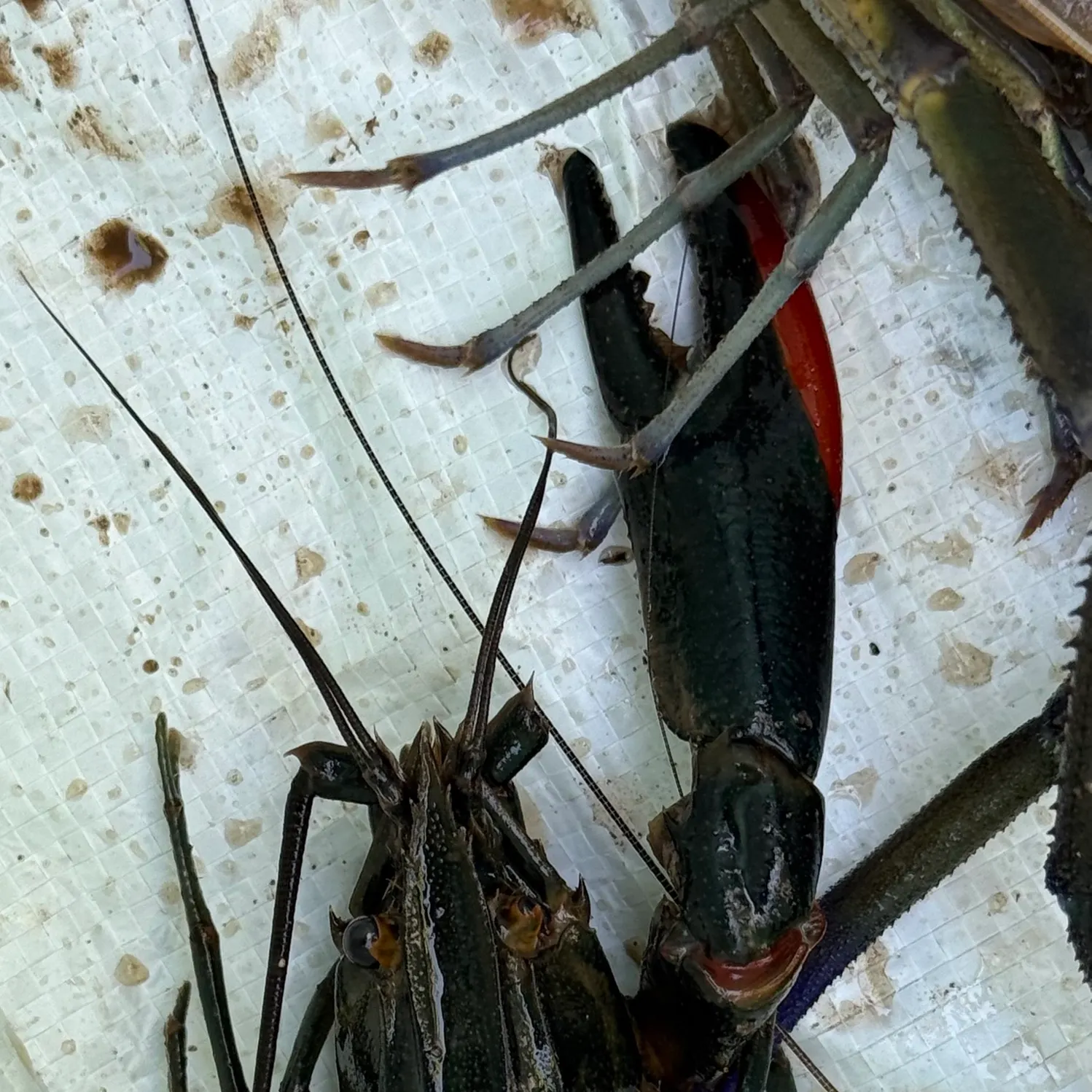 The most recent Australian redclaw crayfish catches on Fishbrain