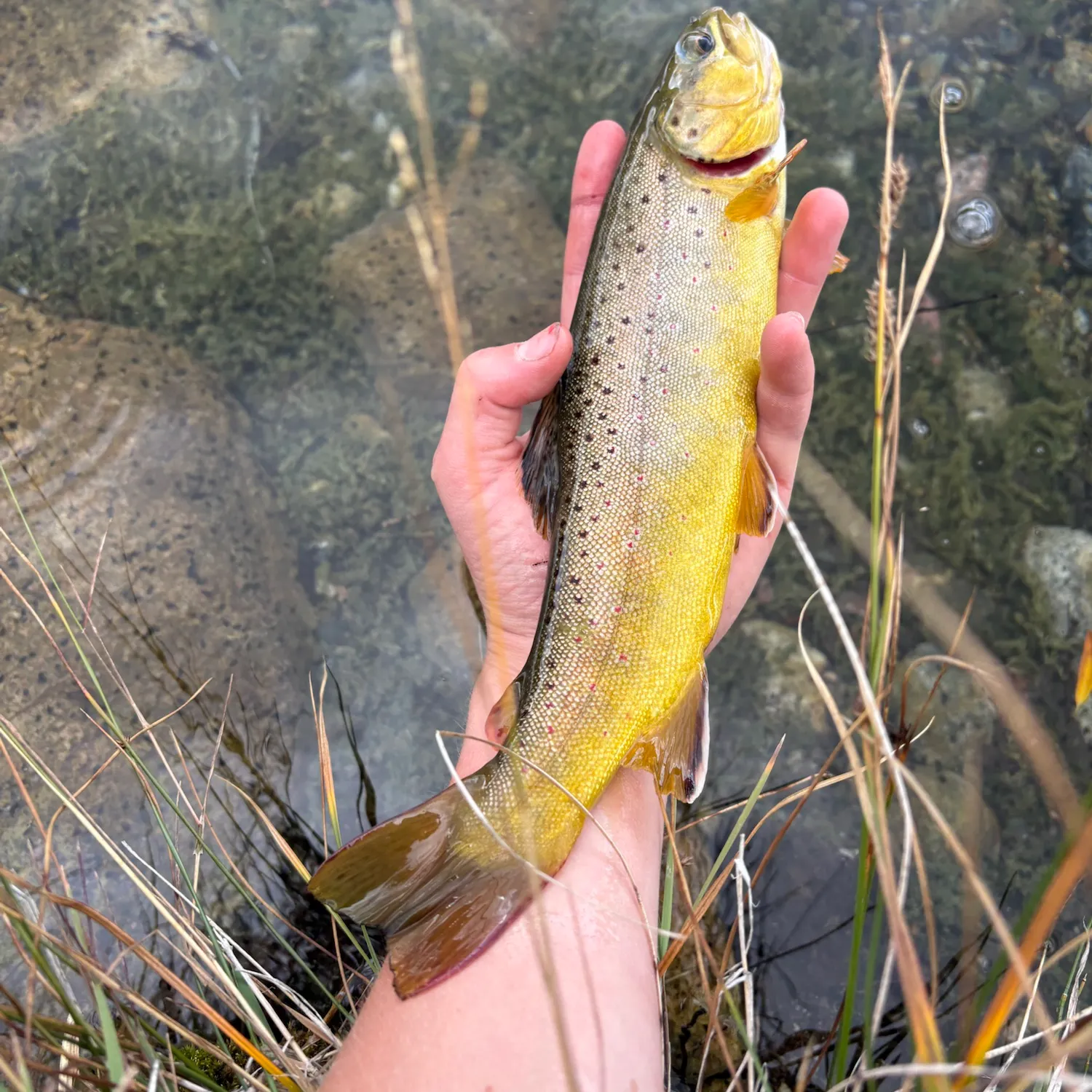 Brown trout caught on Fishbrain