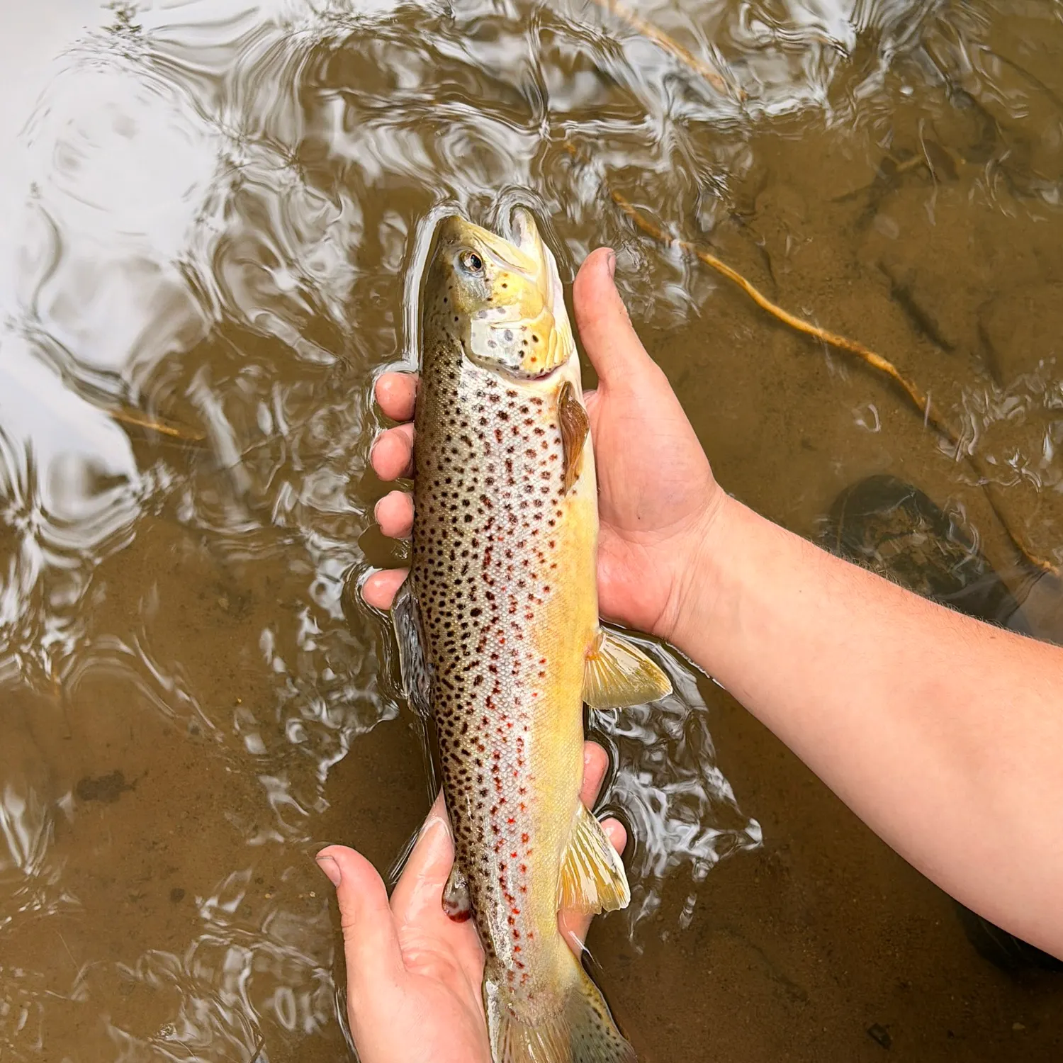 Brown trout caught on Fishbrain