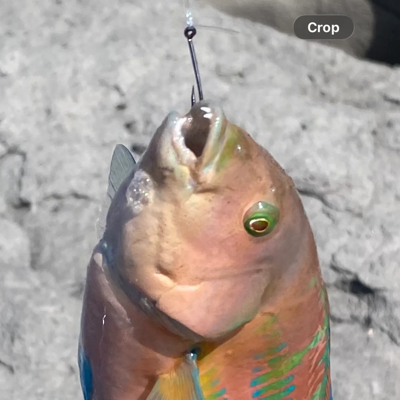 The most recent Ember parrotfish catches on Fishbrain