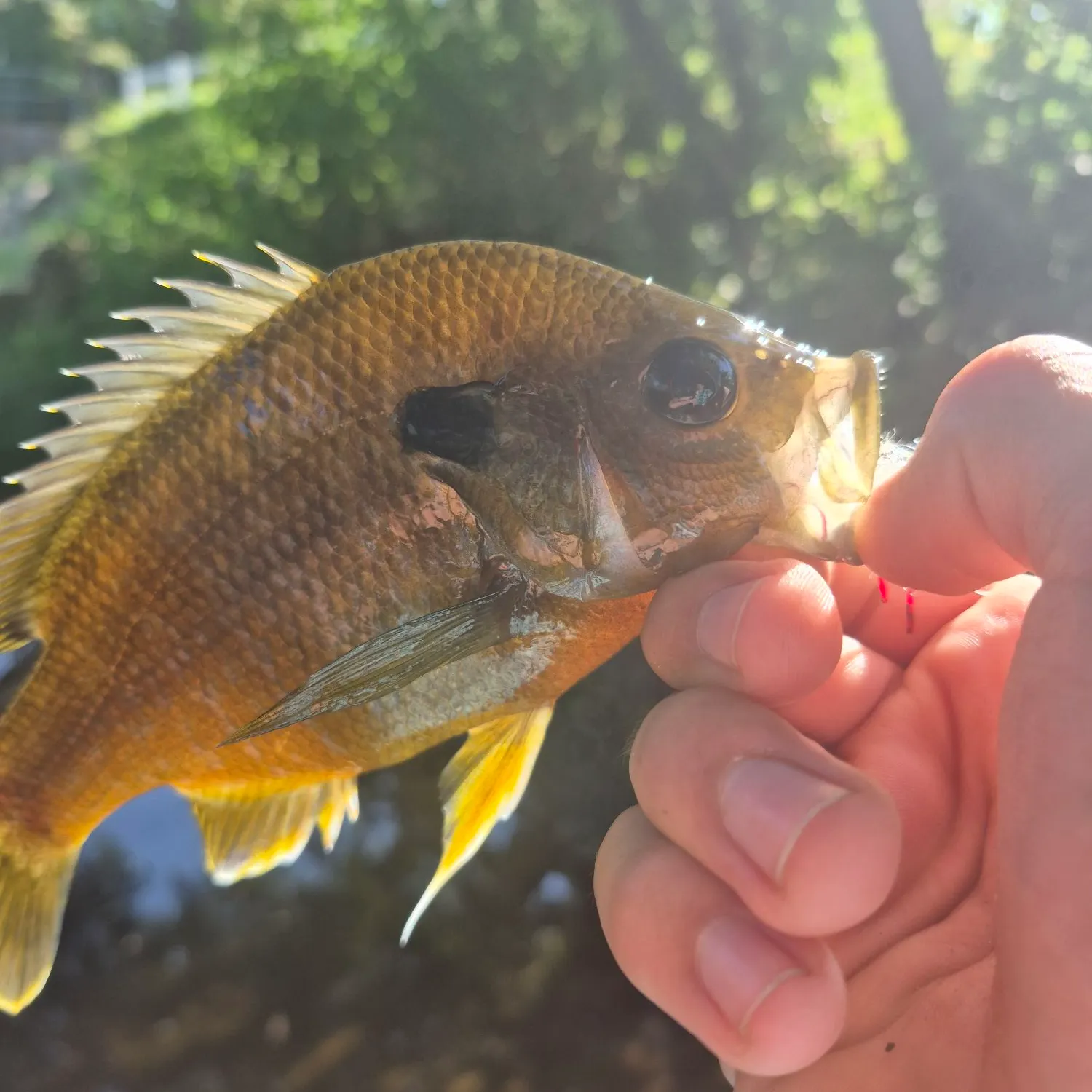Greengill hybrid caught on Fishbrain