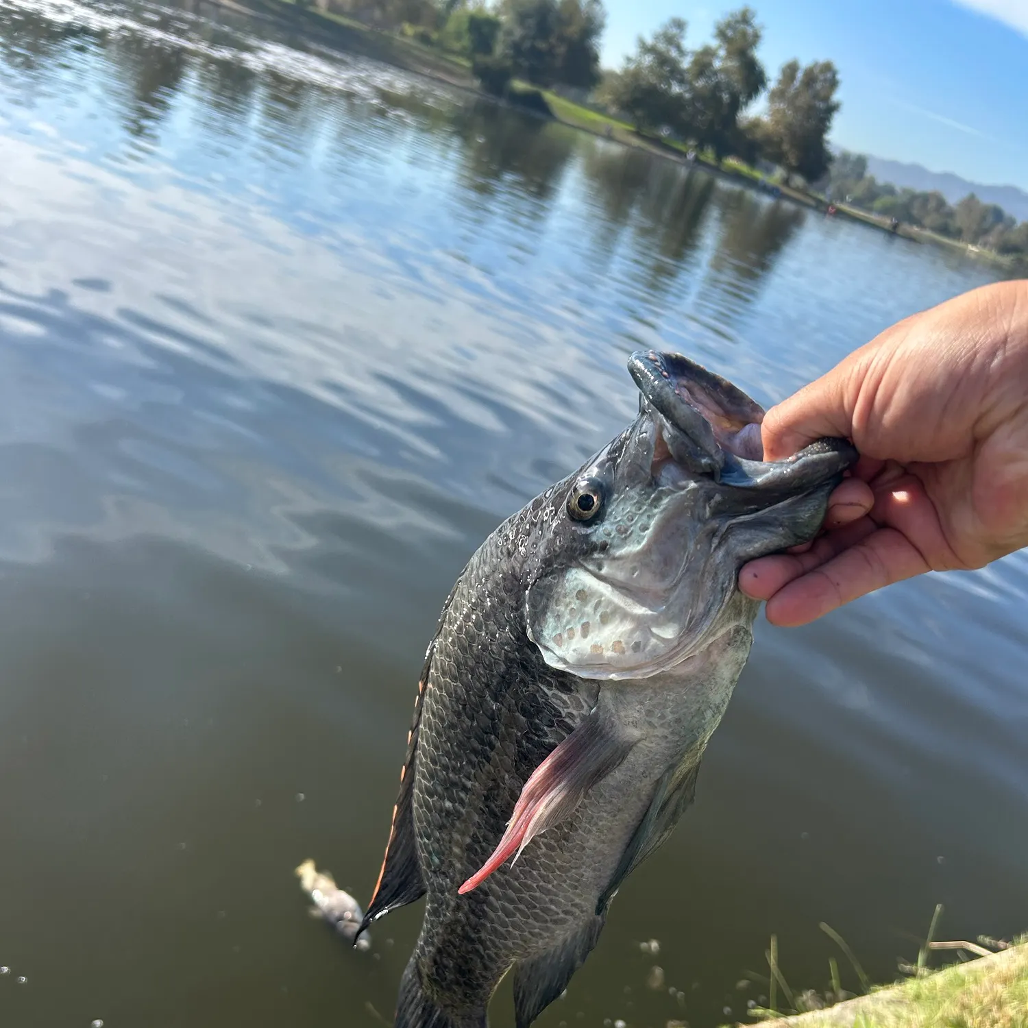 The most recent Blue tilapia catches on Fishbrain