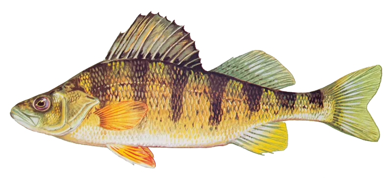 Yellow perch