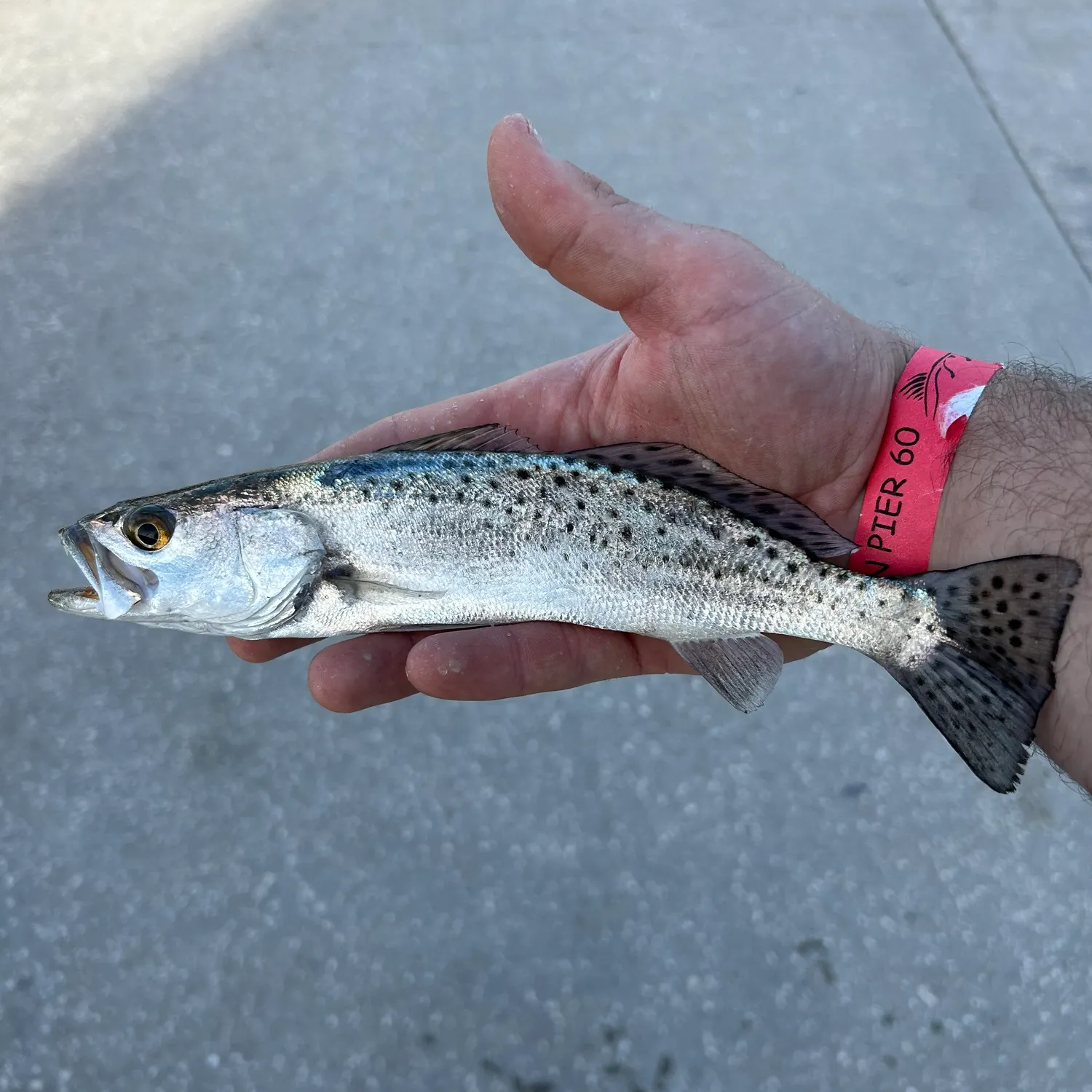The most recent Spotted seatrout catches on Fishbrain