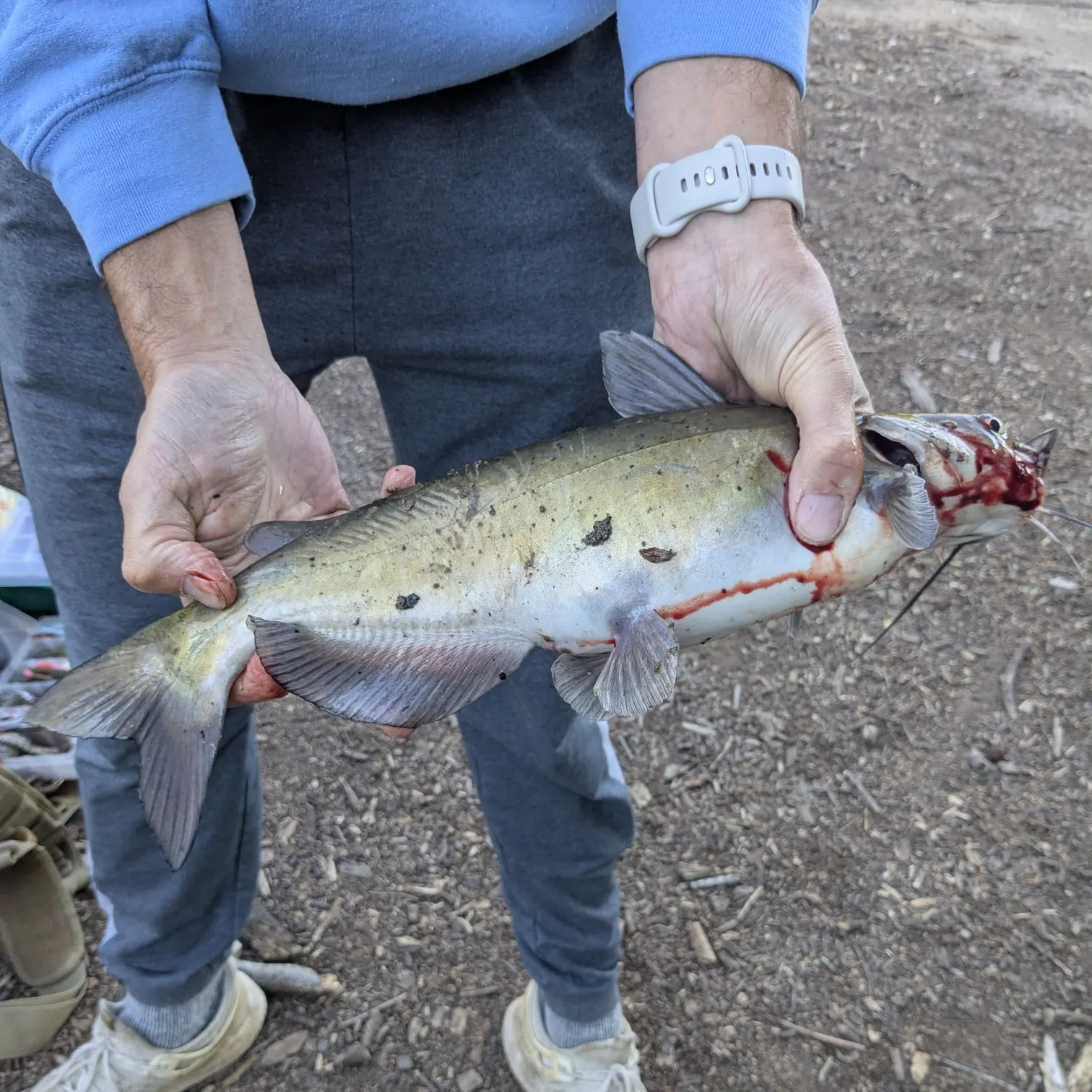 catch