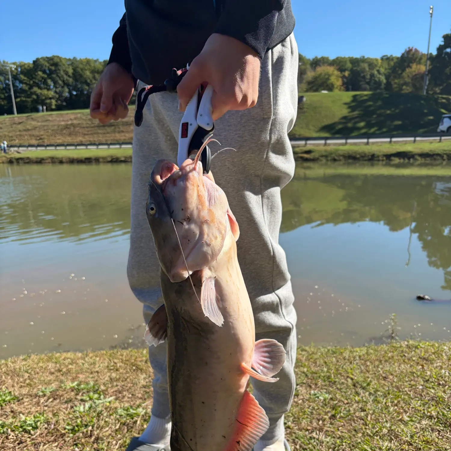 Channel catfish caught on Fishbrain