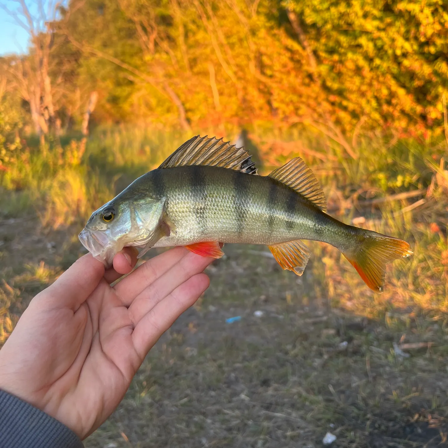 European perch caught on Fishbrain