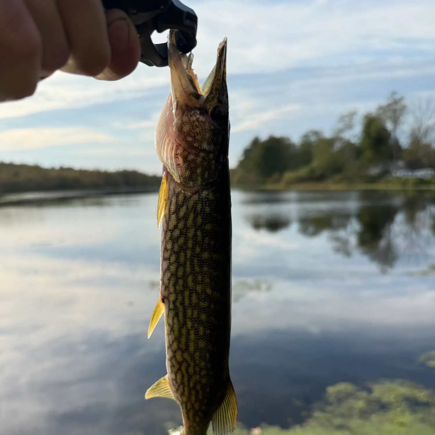 Yellow perch caught on Fishbrain