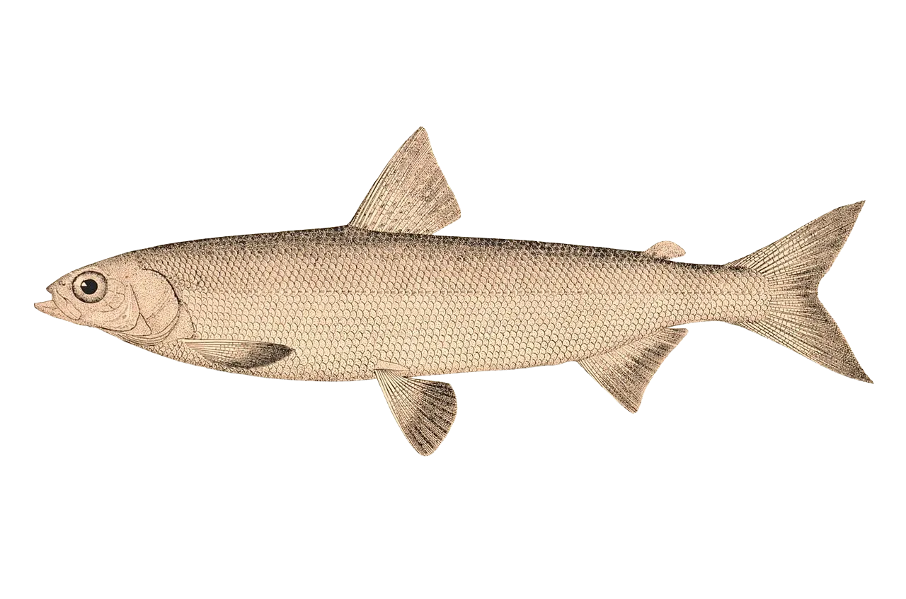 Alaska whitefish