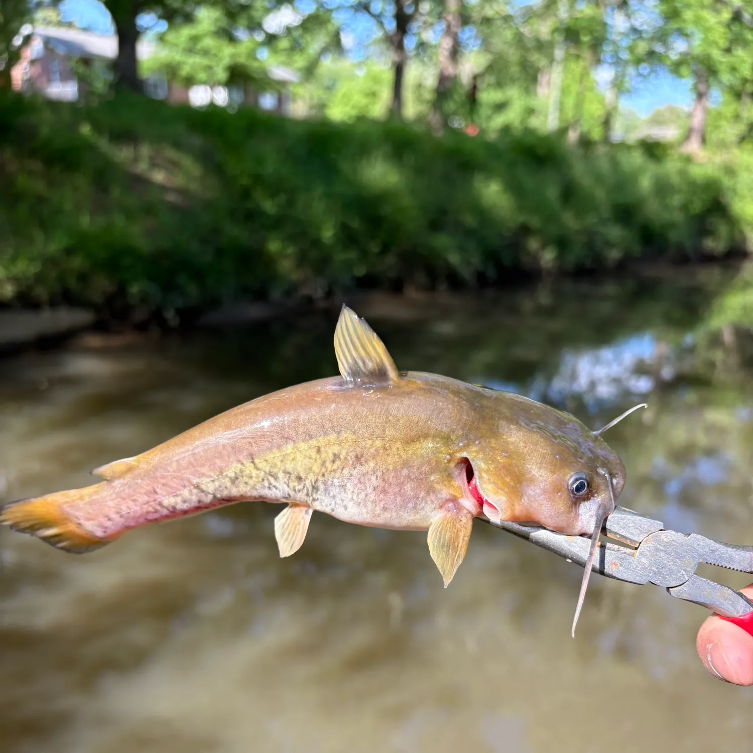most liked catch image