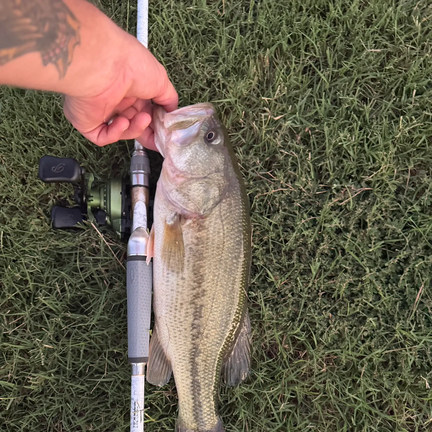 Largemouth bass caught on Fishbrain