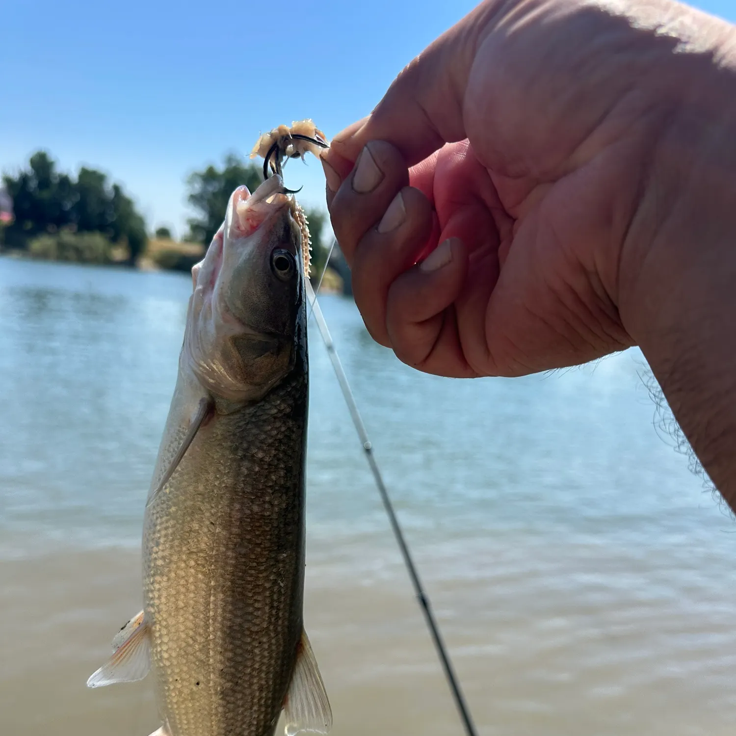 The most recent Sacramento pikeminnow catches on Fishbrain