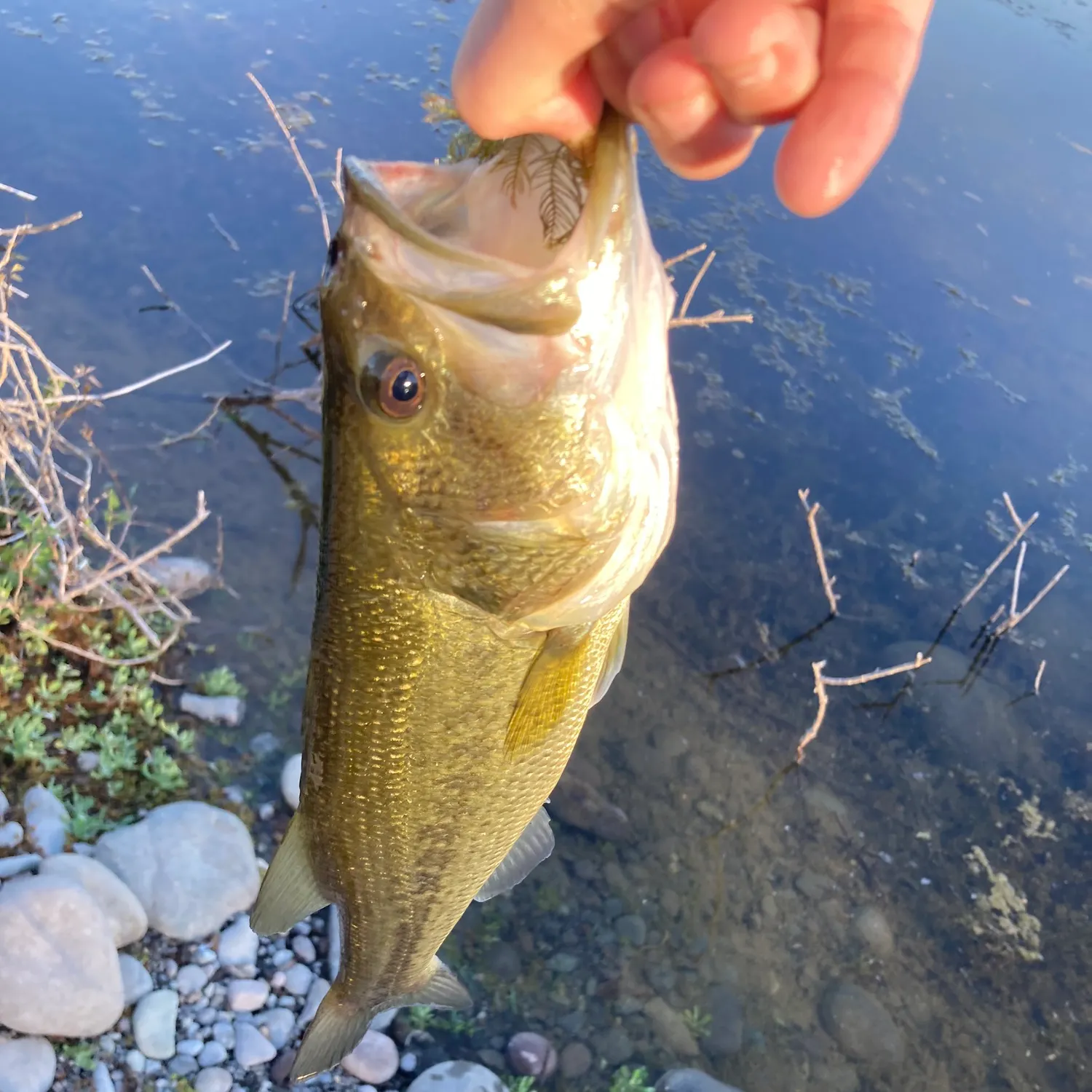 angler catch