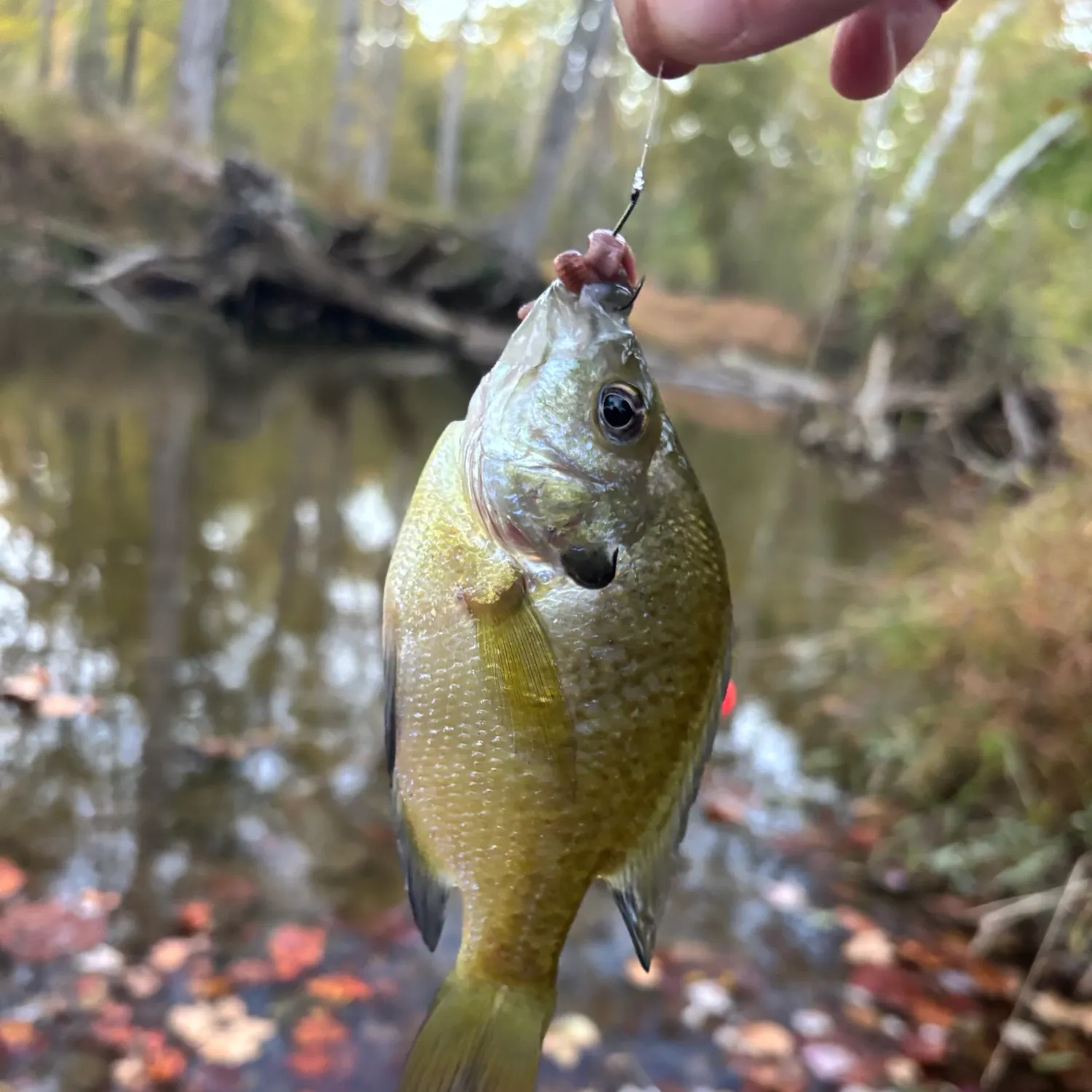 Bluegill caught on Fishbrain