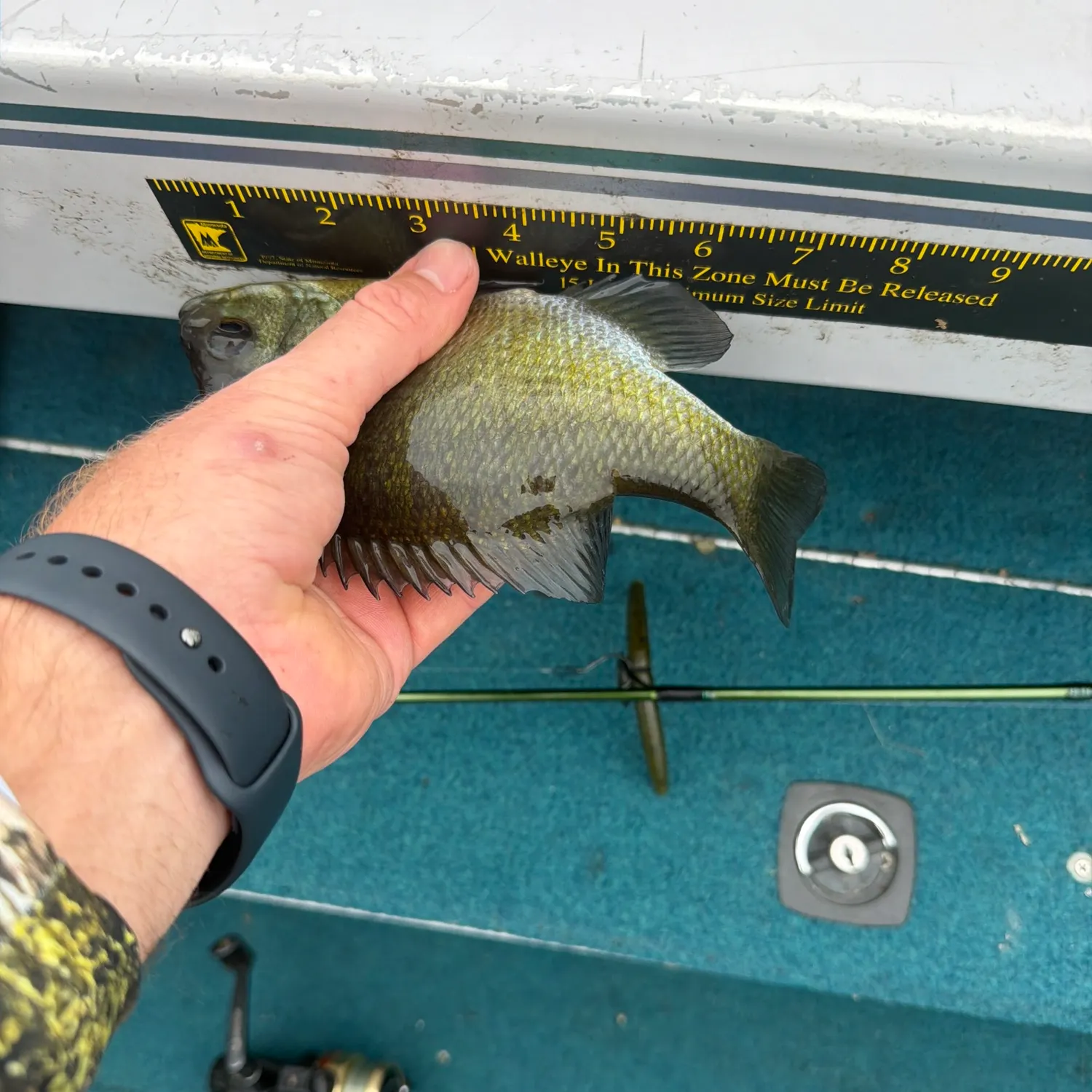 Bluegill caught on Fishbrain
