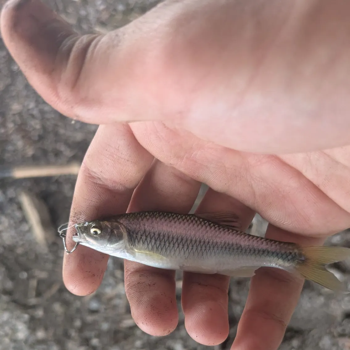 The most recent Steelcolor shiner catches on Fishbrain