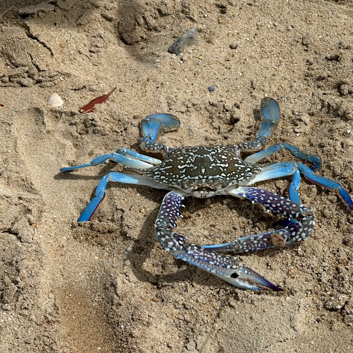 The most recent Blue swimmer crab catches on Fishbrain