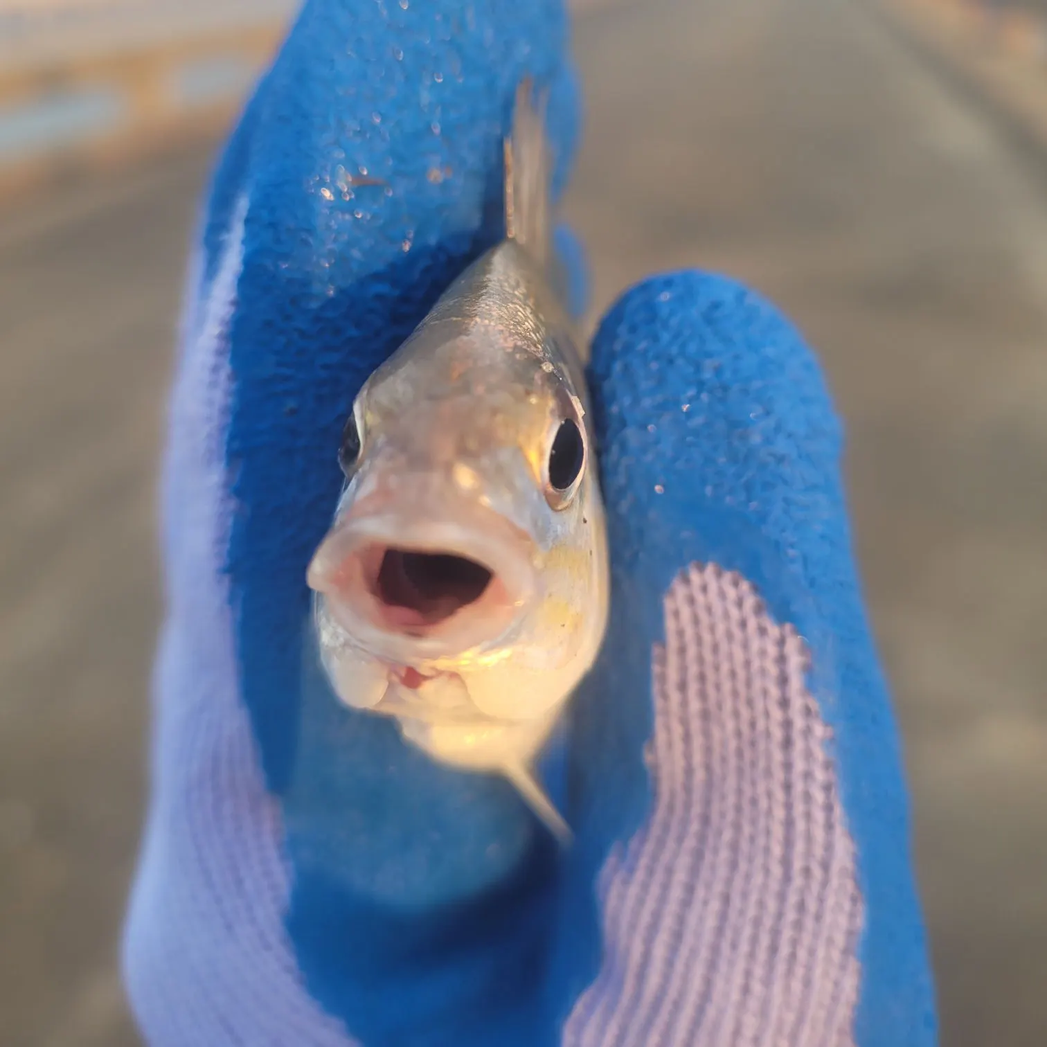The most recent Pinfish catches on Fishbrain