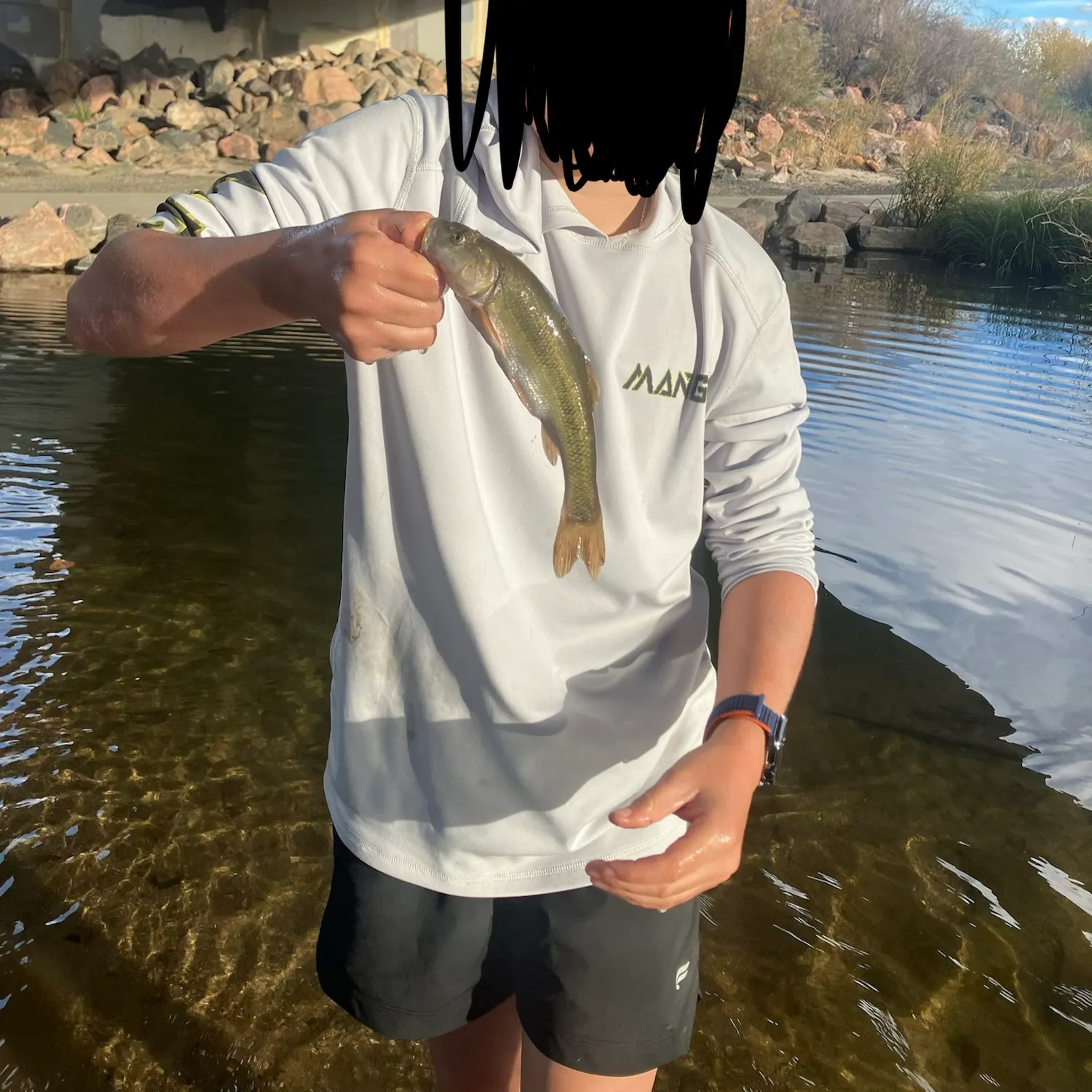 Creek chub caught on Fishbrain