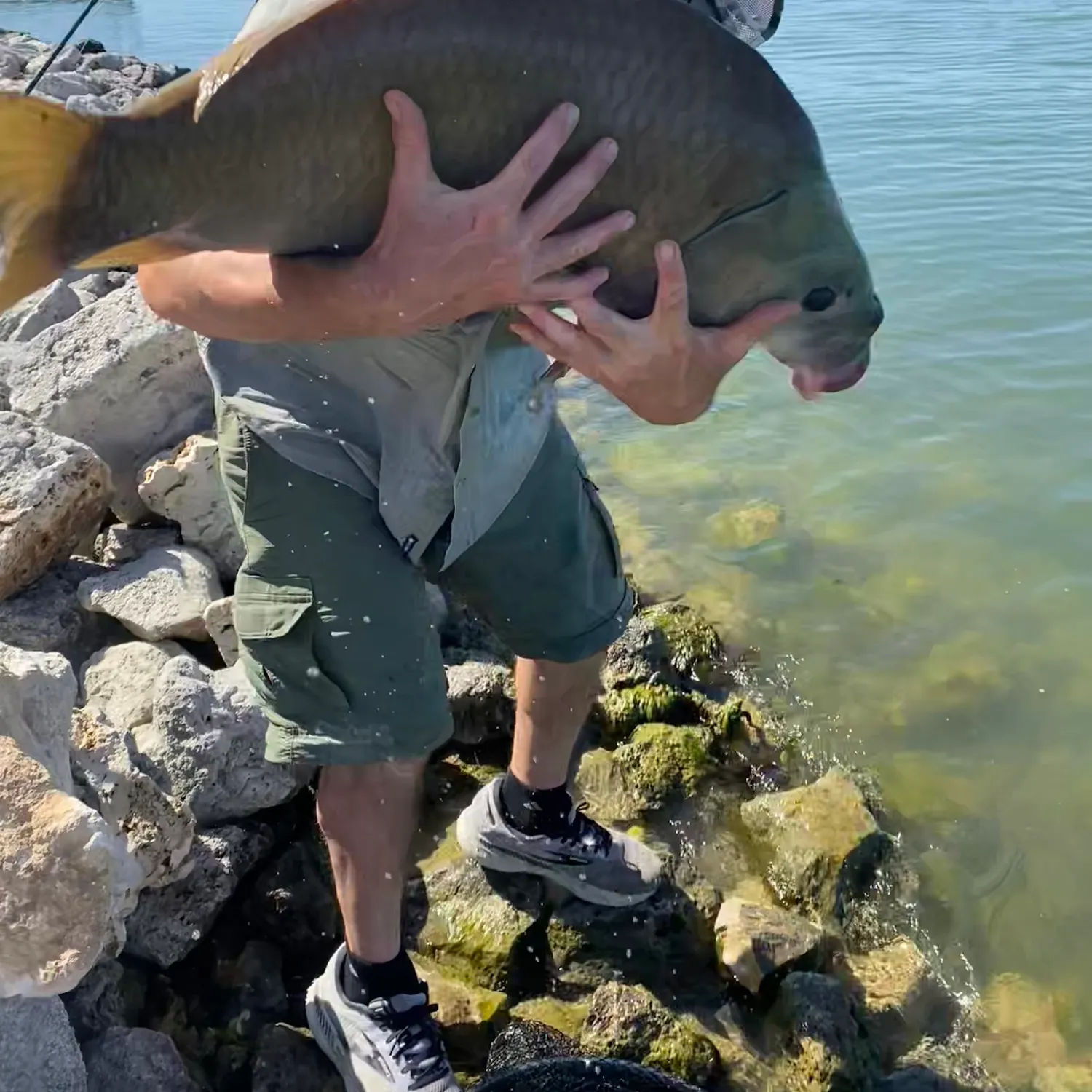 The most recent Smallmouth x black buffalo catches on Fishbrain