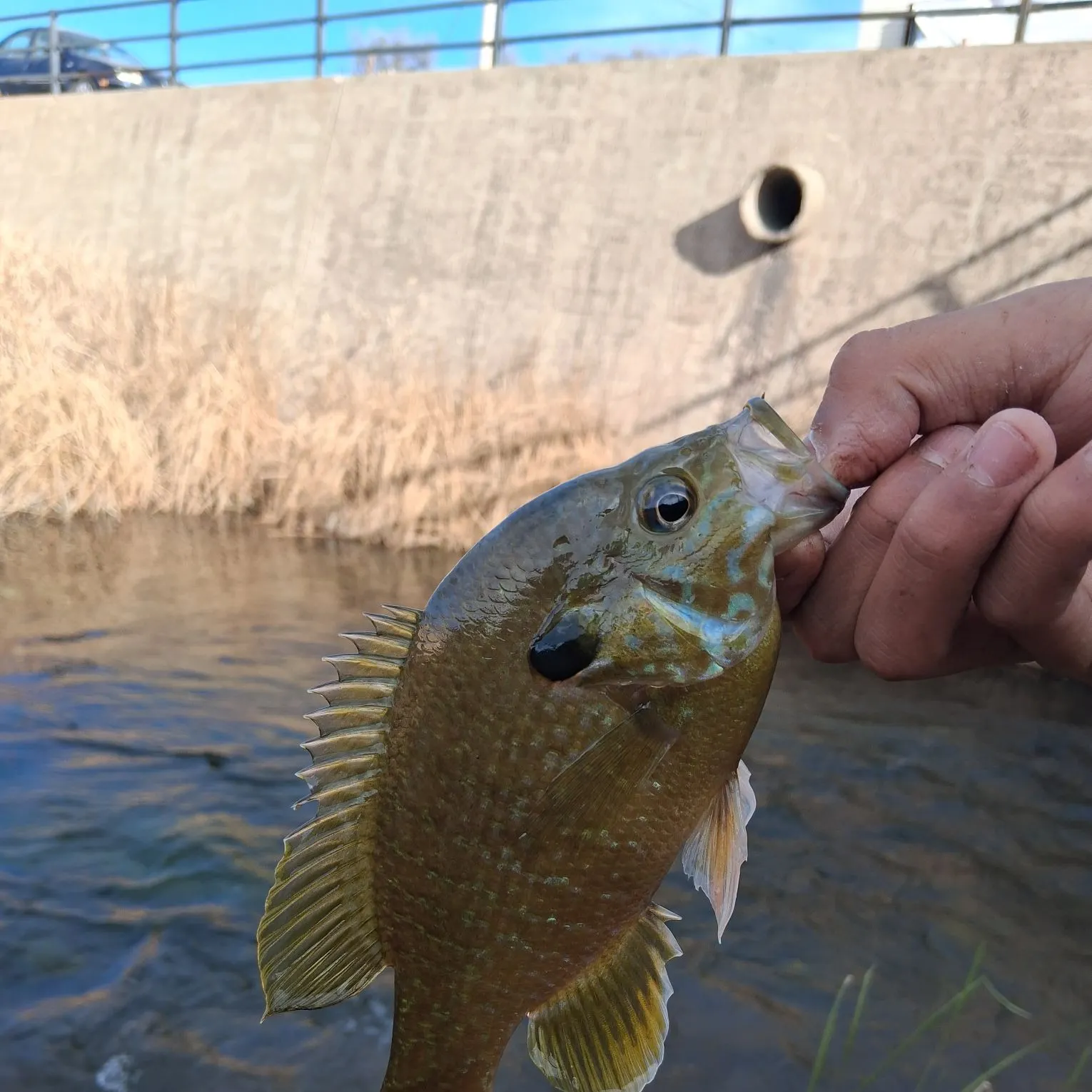 The most recent Greengill hybrid catches on Fishbrain