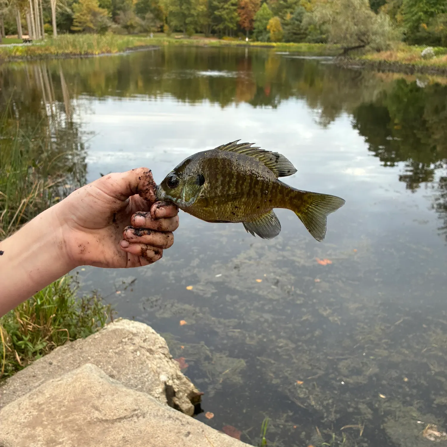 Bluegill caught on Fishbrain