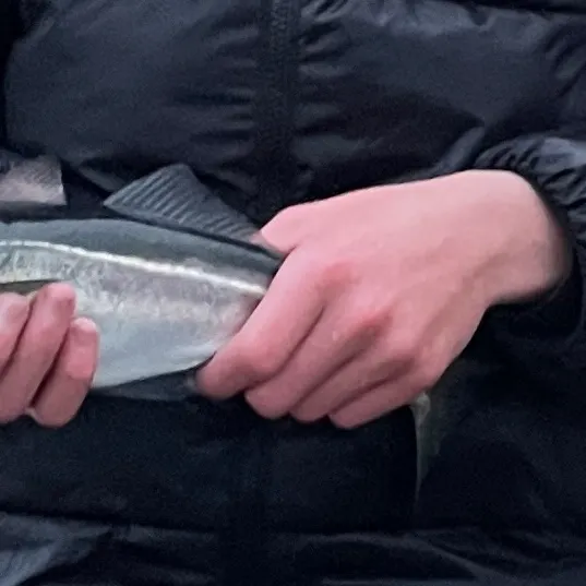 The most recent Atlantic pollock catches on Fishbrain