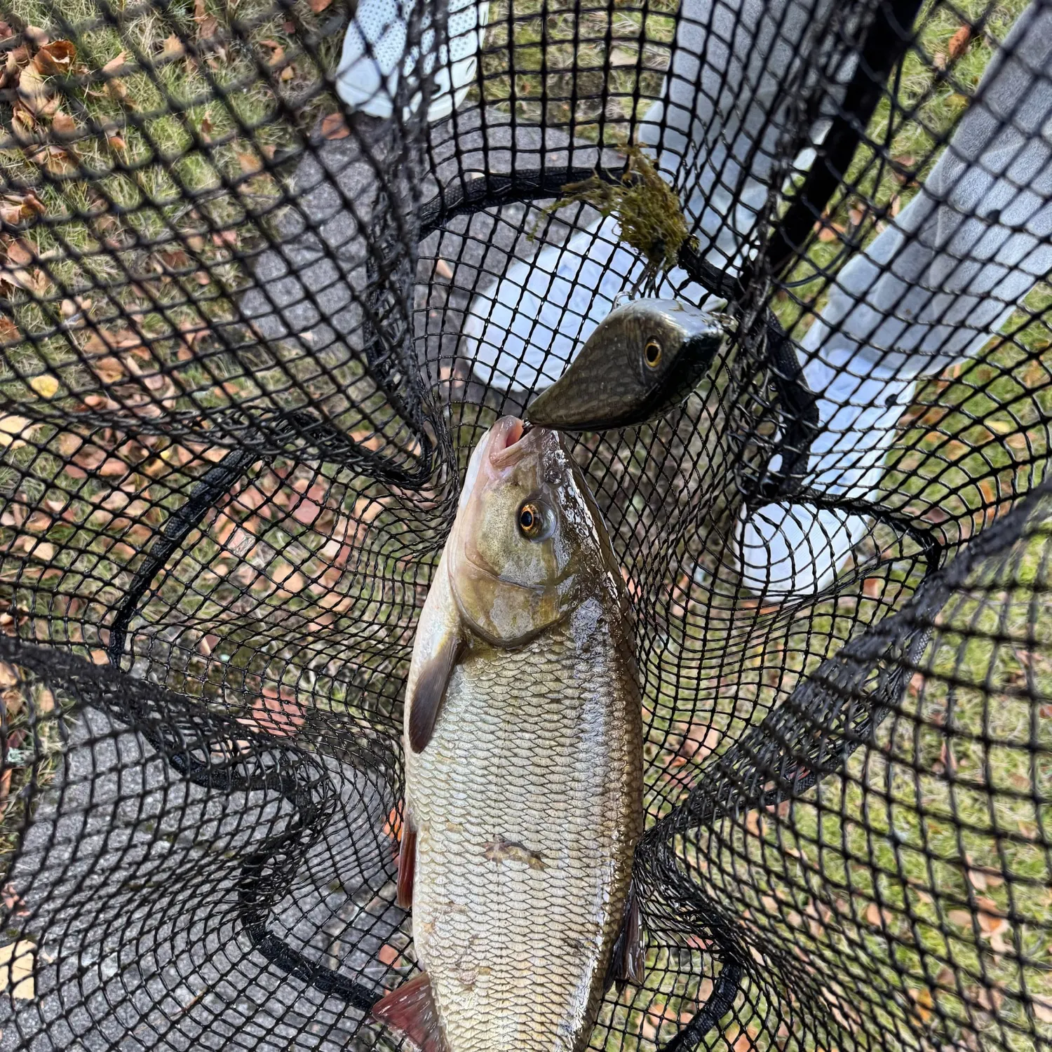 Ide caught on Fishbrain