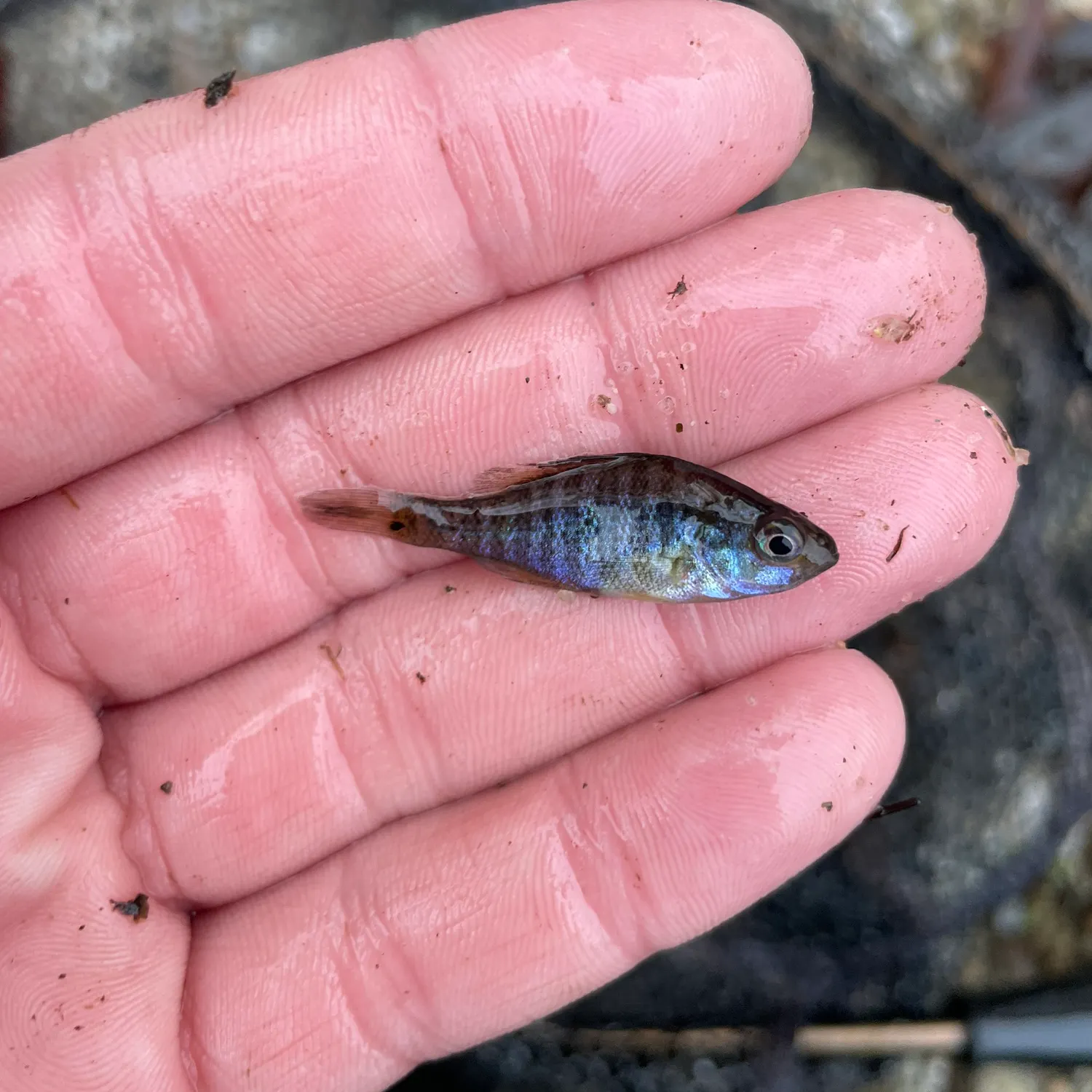 The most recent Pumpkinseed catches on Fishbrain