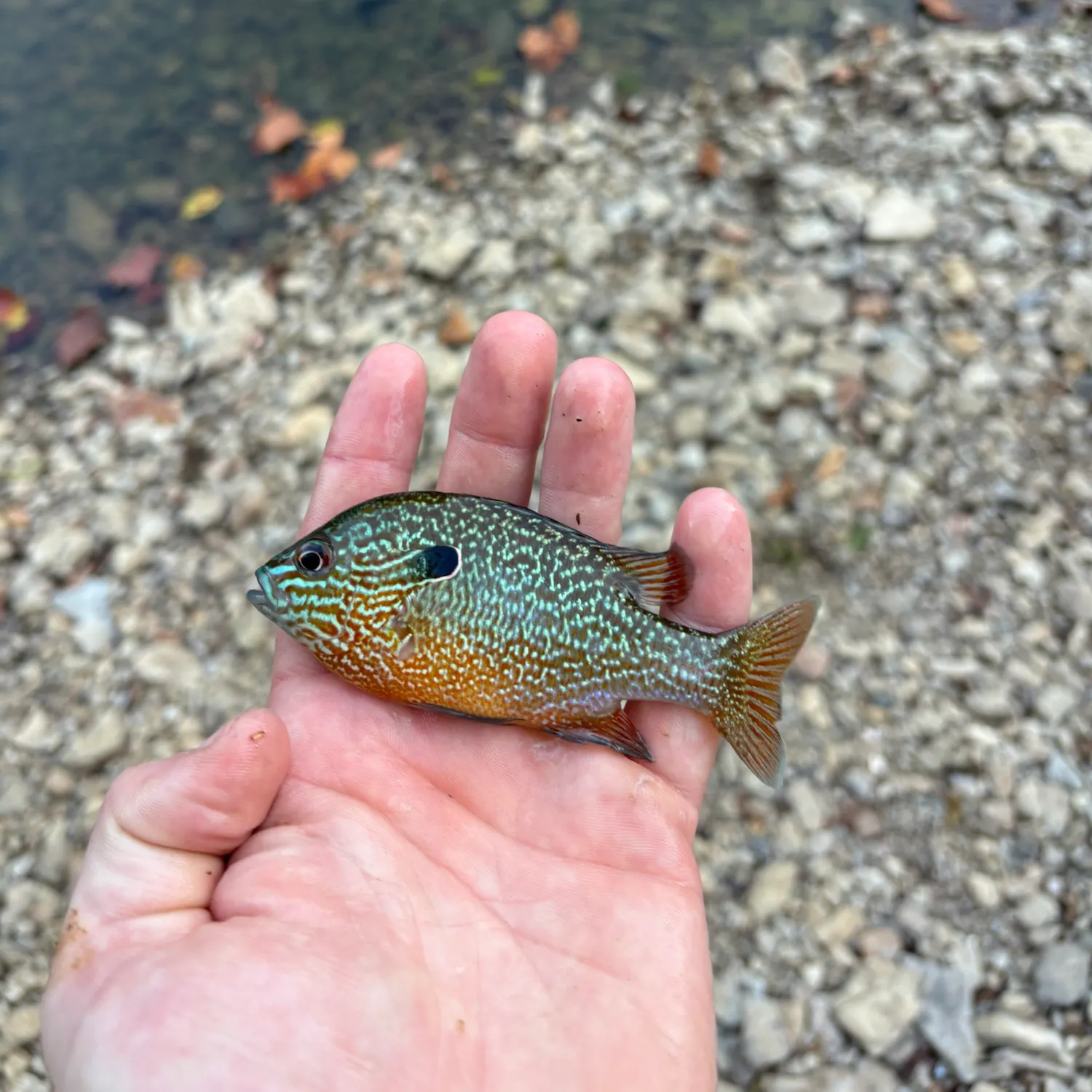 Longear sunfish caught on Fishbrain