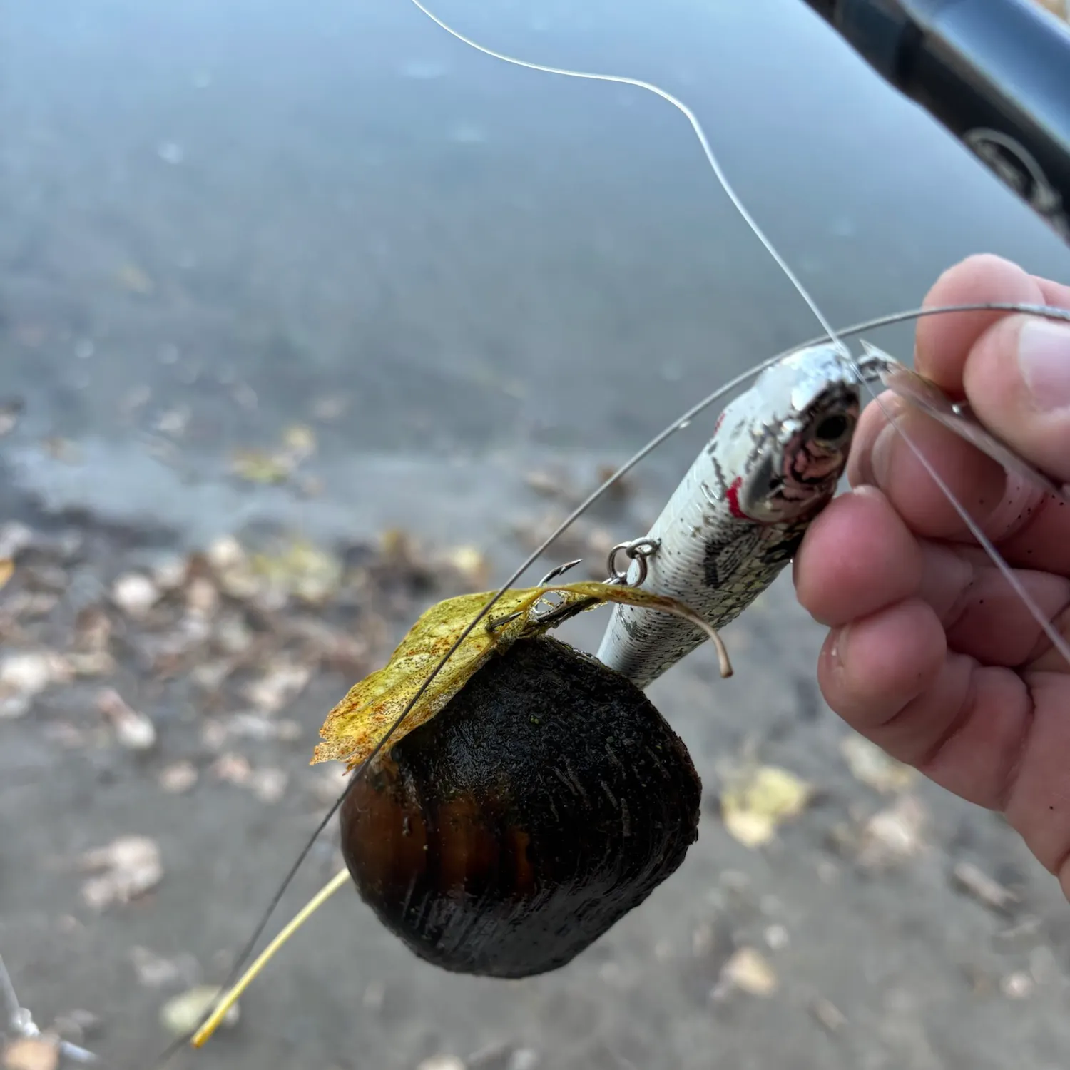 The most recent Asian clam catches on Fishbrain