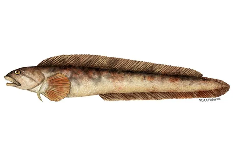 Ocean pout