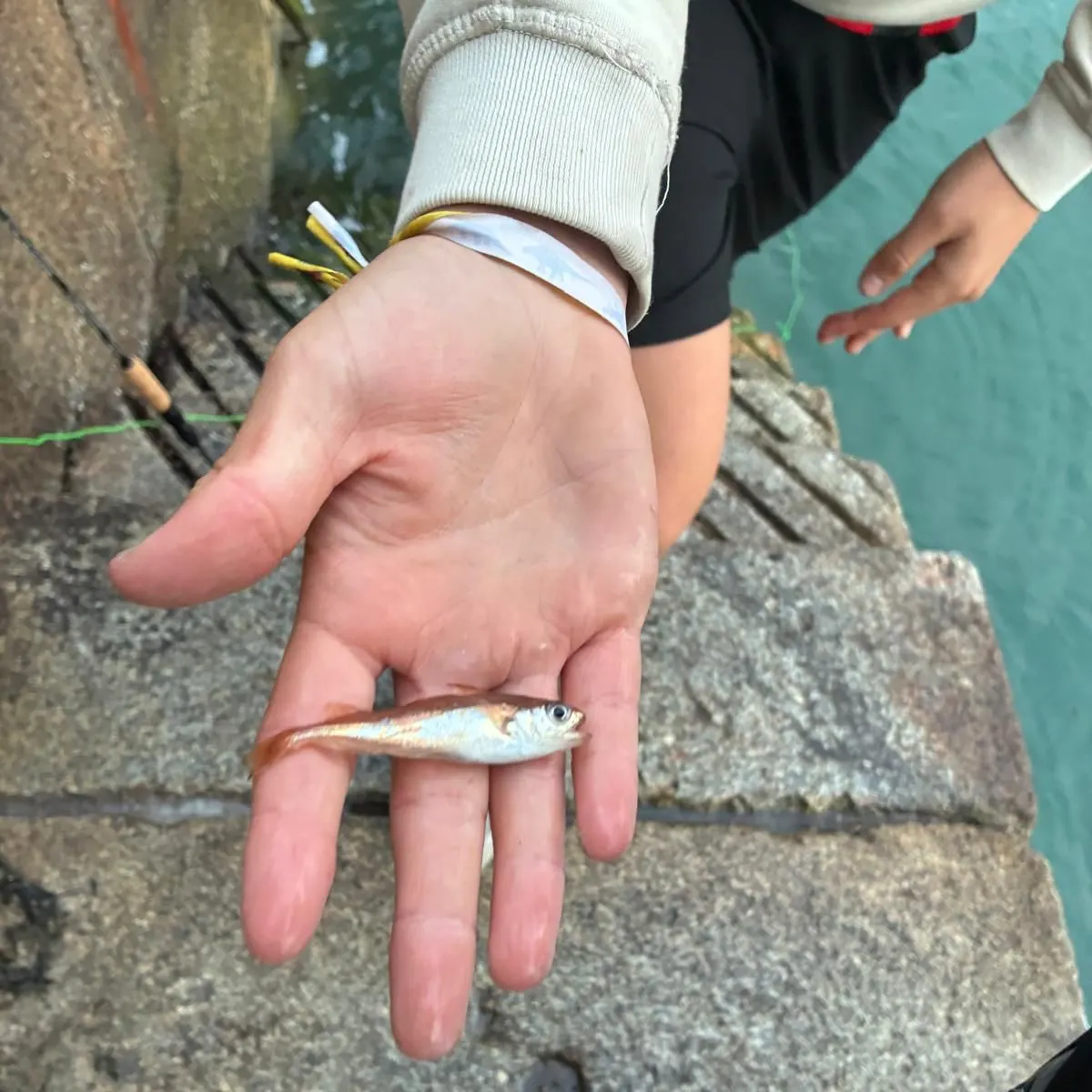Poor cod caught on Fishbrain