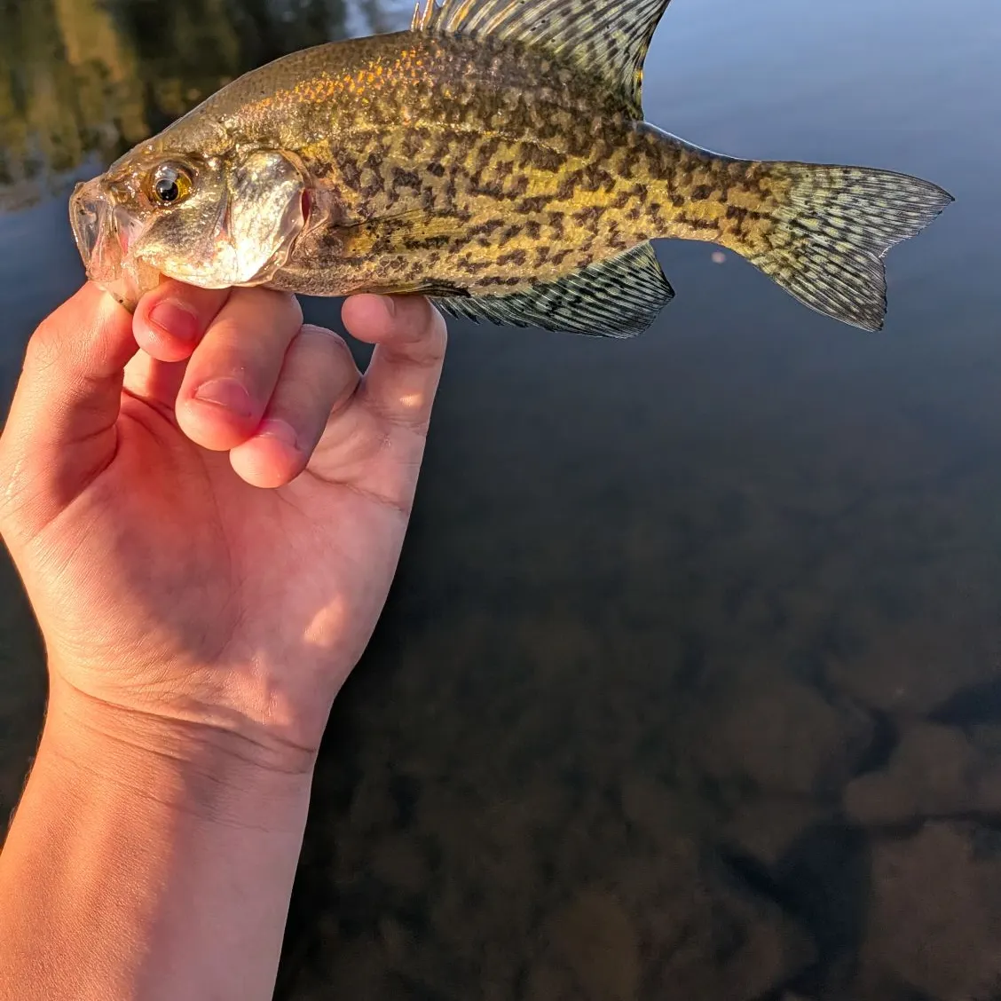 Black crappie caught on Fishbrain