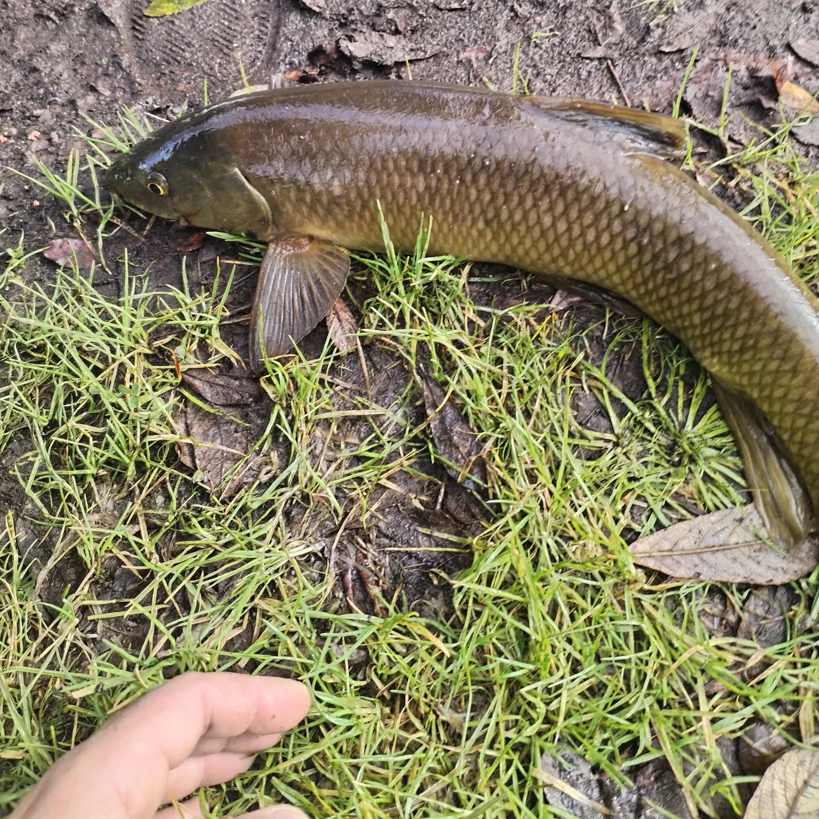The most recent Common barbel catches on Fishbrain