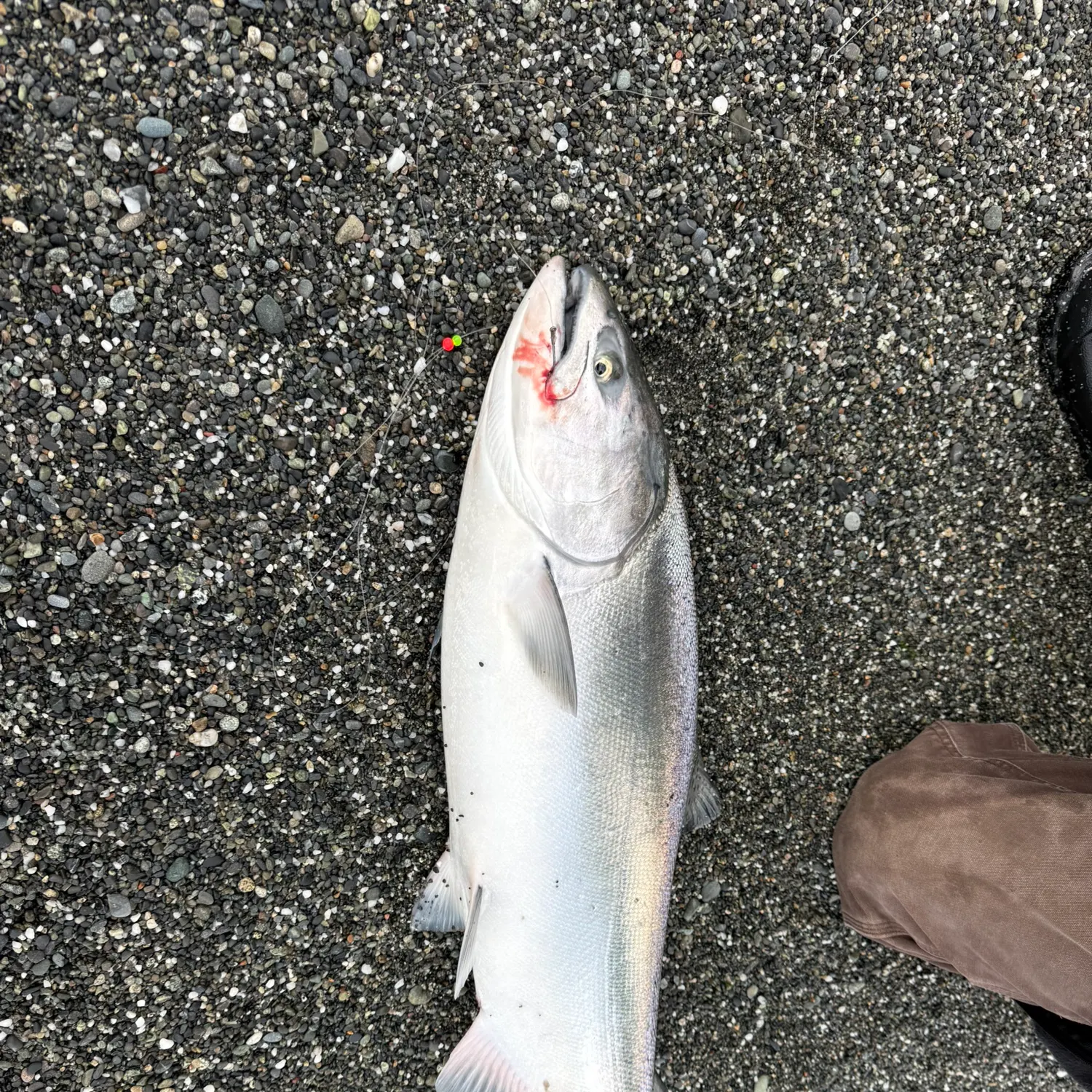 Chinook salmon caught on Fishbrain