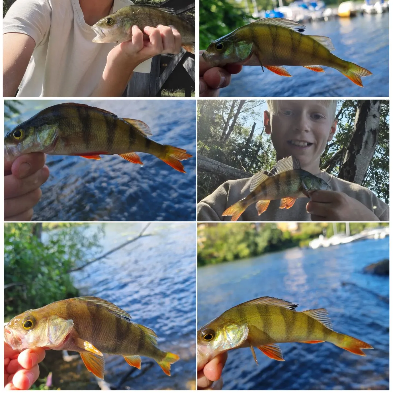 European perch caught on Fishbrain