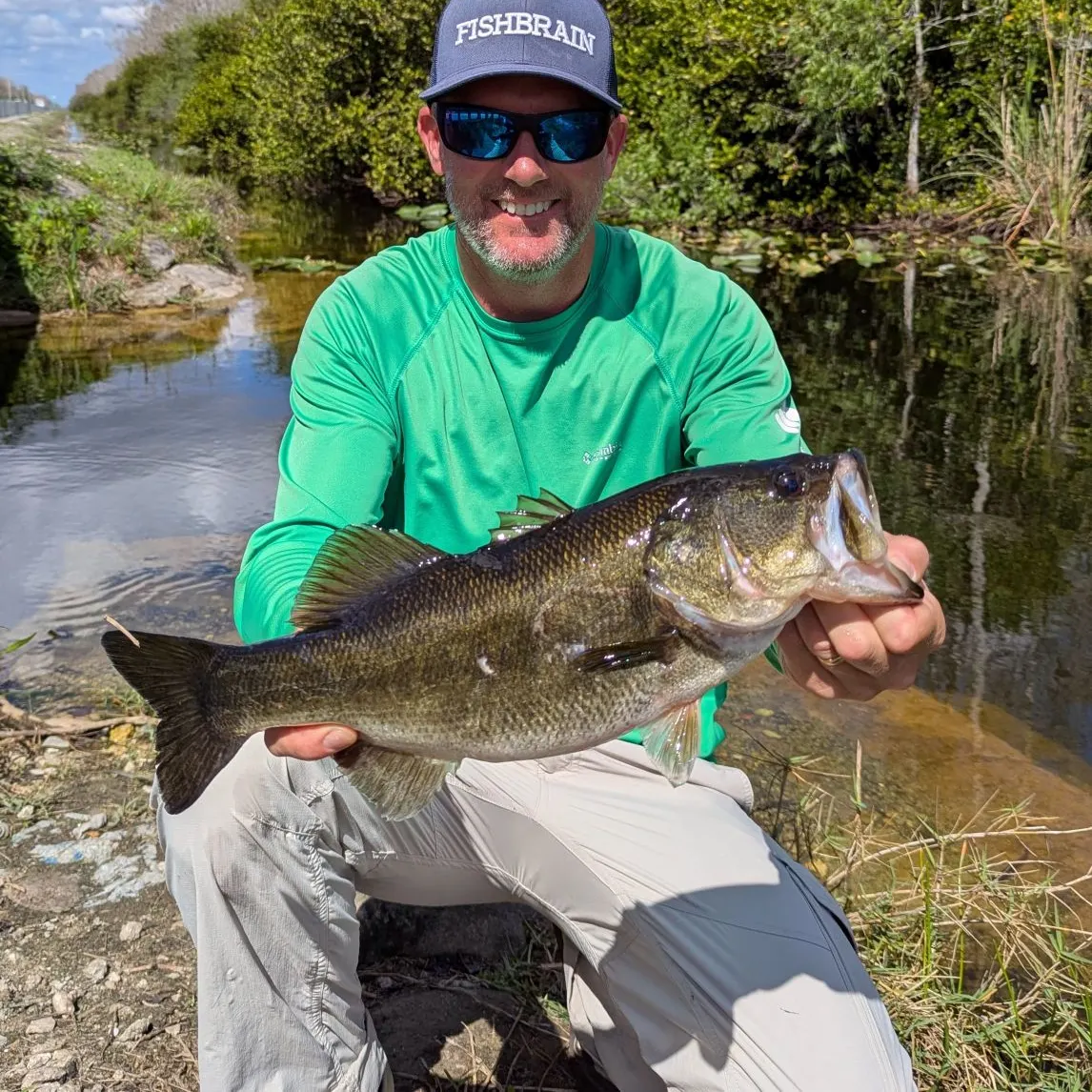 The most popular recent Florida bass catch on Fishbrain