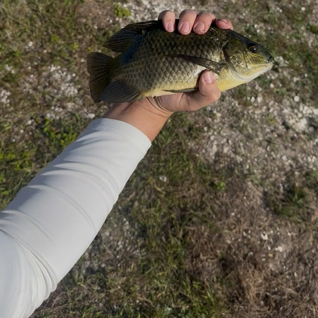 The most recent Mozambique tilapia catches on Fishbrain